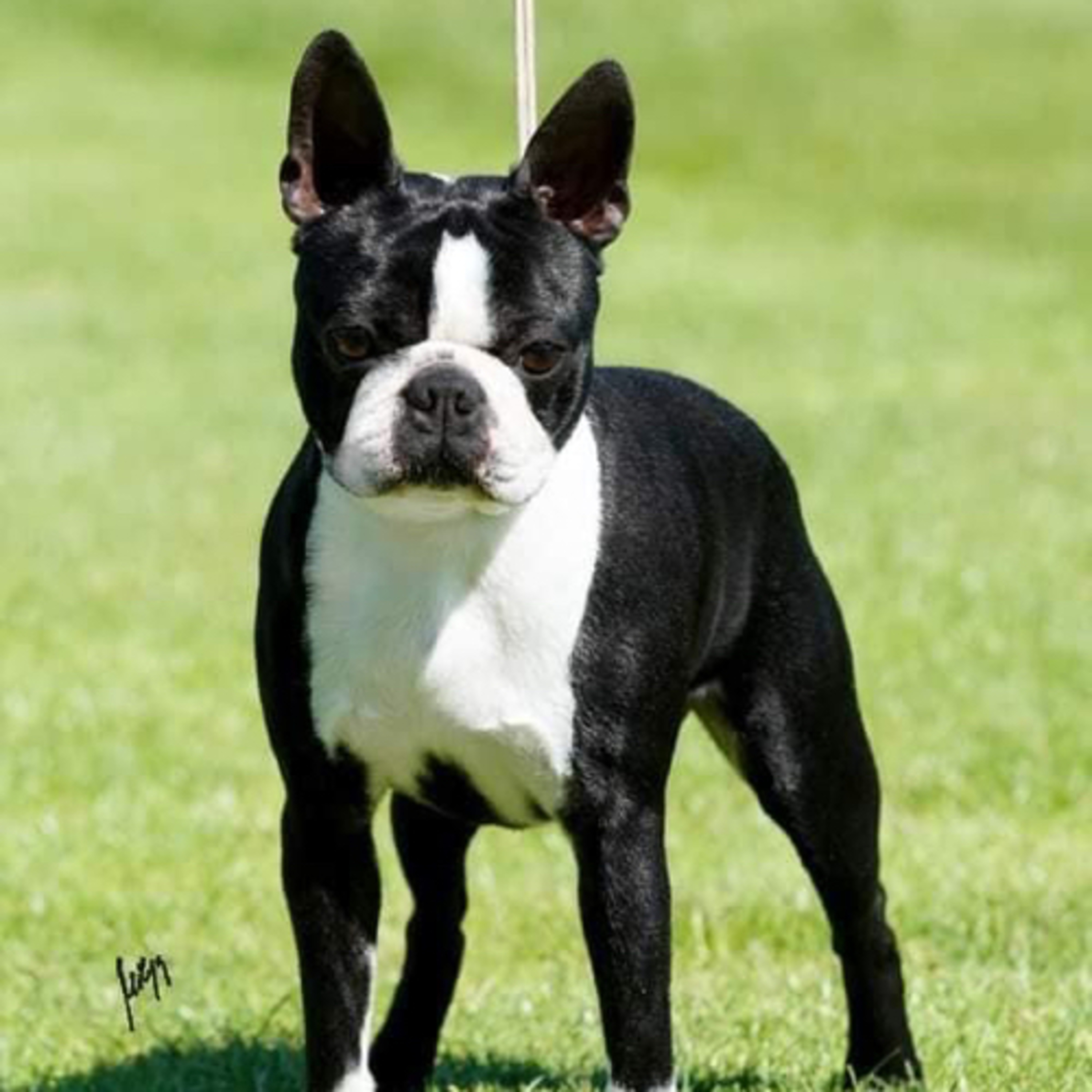 Episode 120: Boston Terrier - Jani Martin from EQ Boston Terriers (part 2) episode artwork