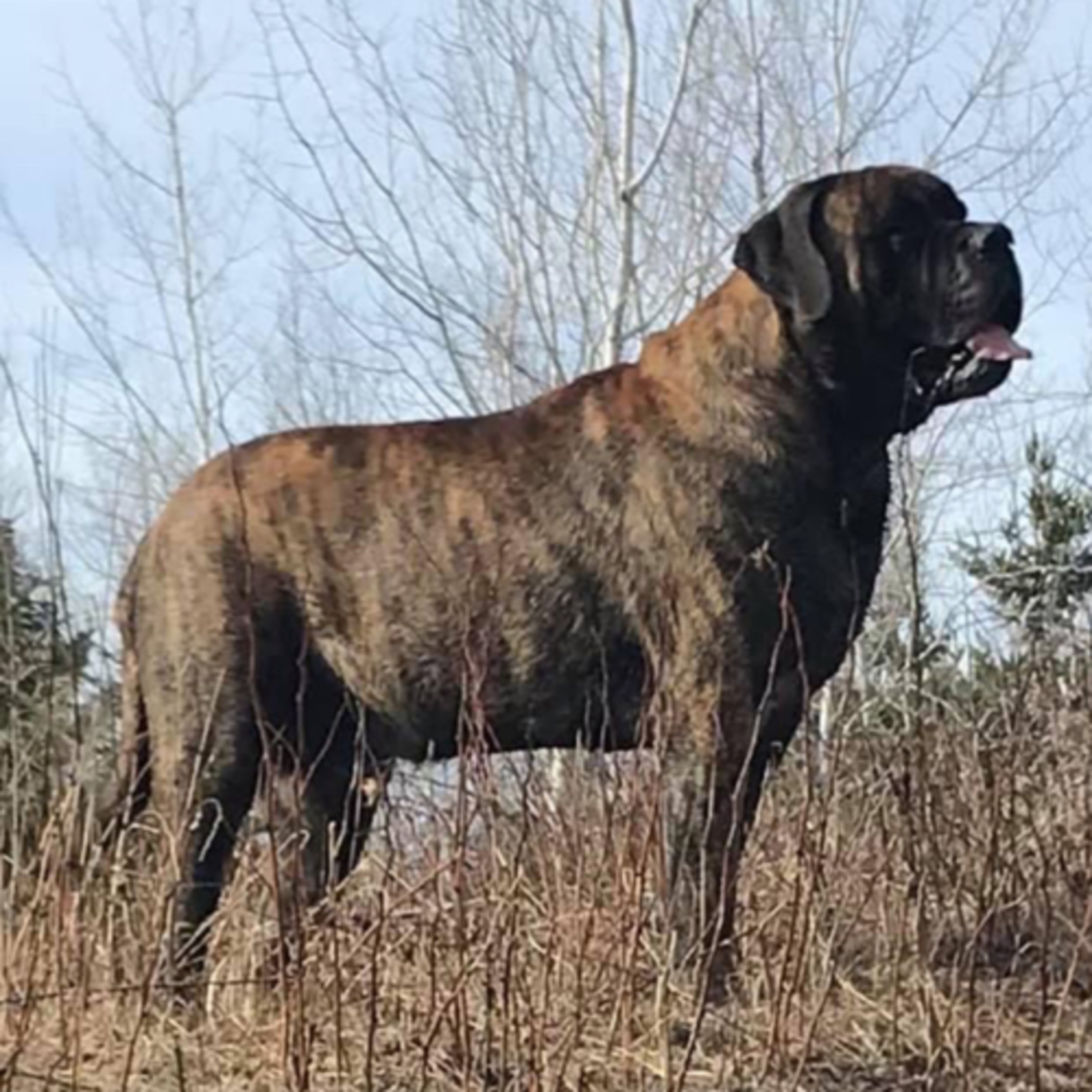 Episode 122: English Mastiffs- Joe Thompson from The Fur Beatles Mastiffs 