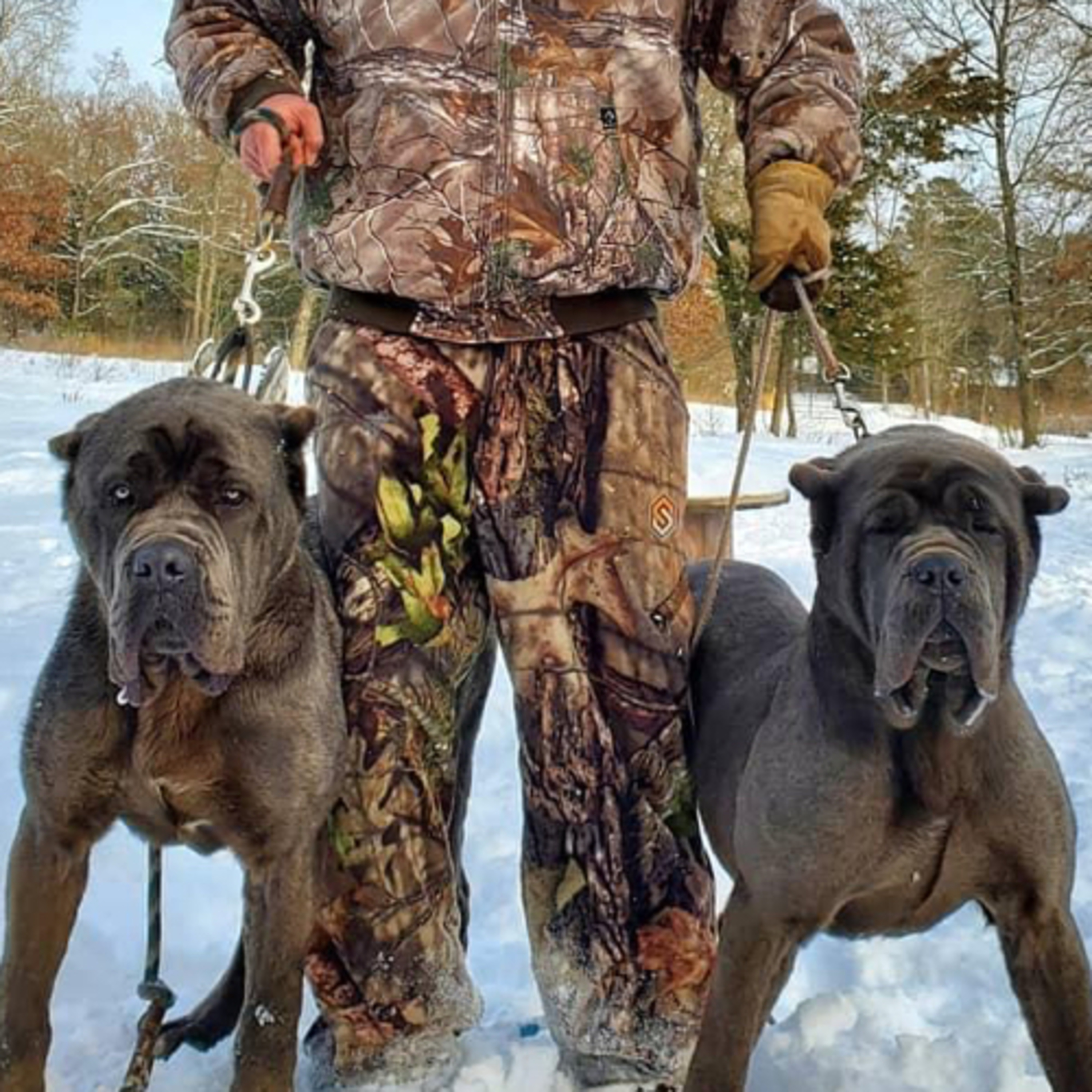 Episode 123: Gerhard Maale from Lone Star Mastiffs (part 2)