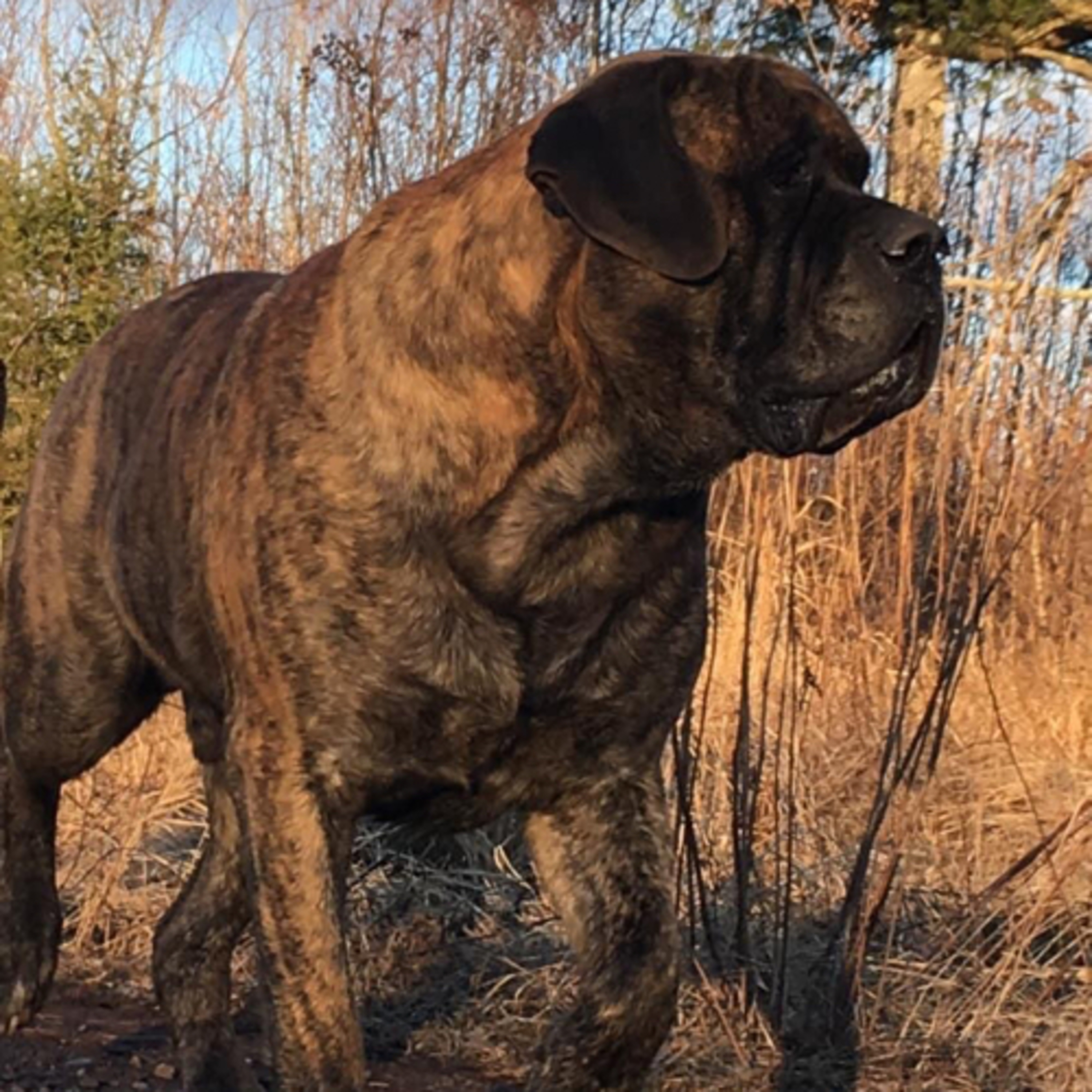 Episode 124: Joe Thompson from The Fur Beatles Mastiffs (part 2)