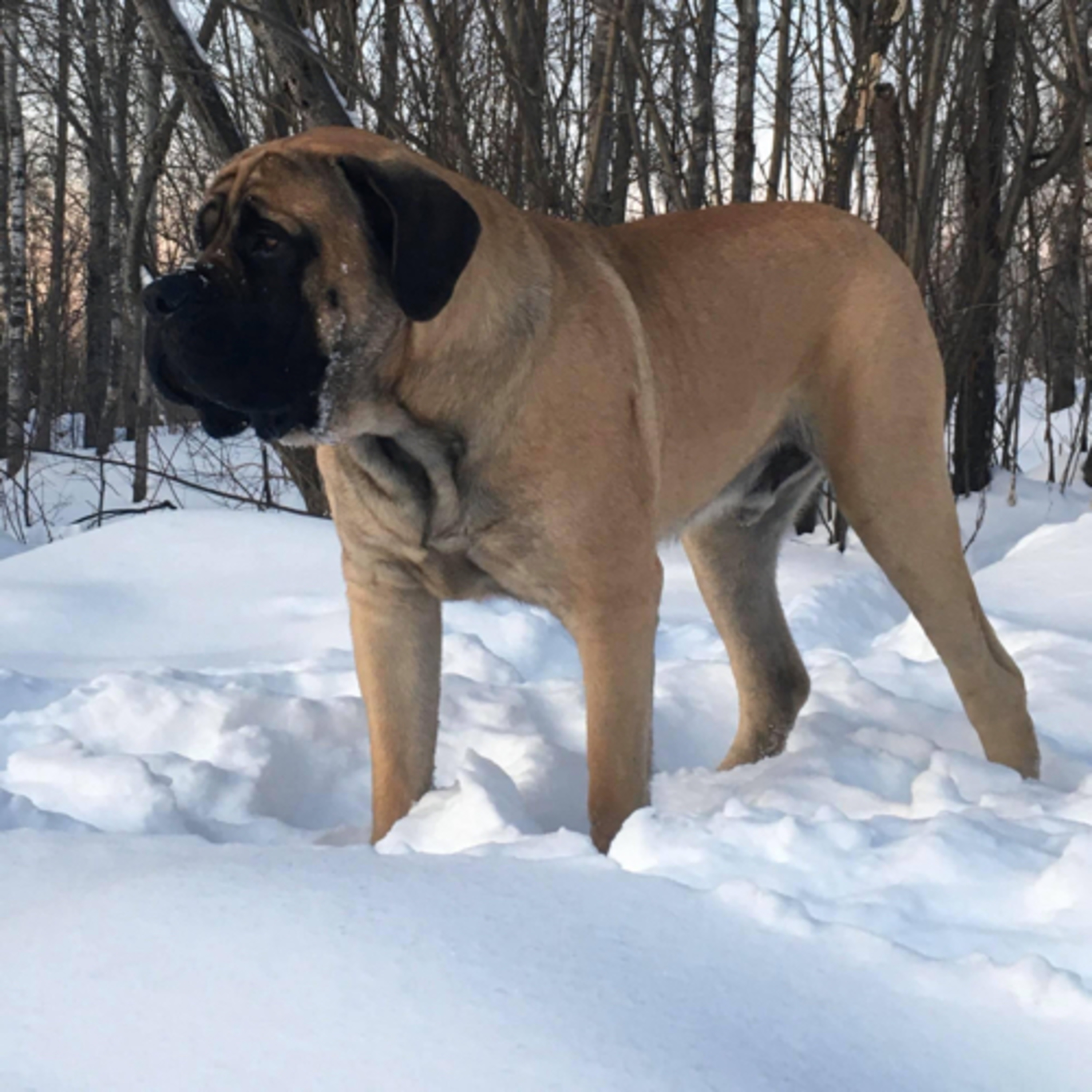 Episode 125: Joe Thompson from The Fur Beatles Mastiffs (part 3)