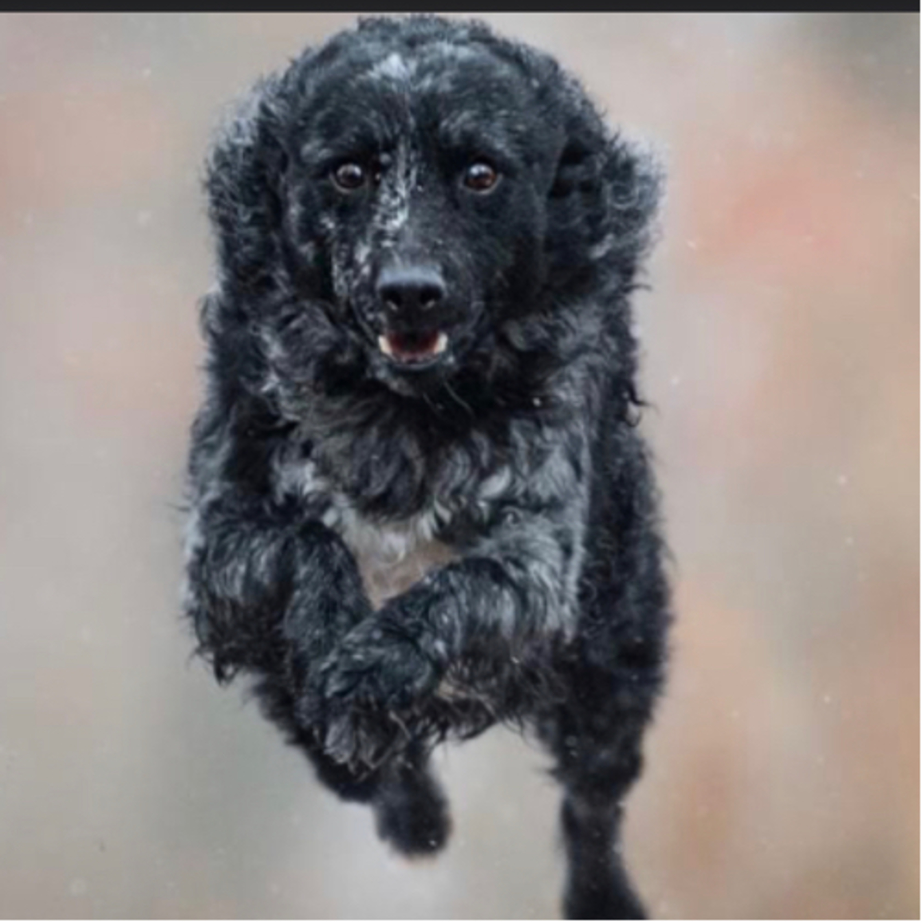 Episode 138: Mudi - yvette Piantadosi
From Wodan Kennels