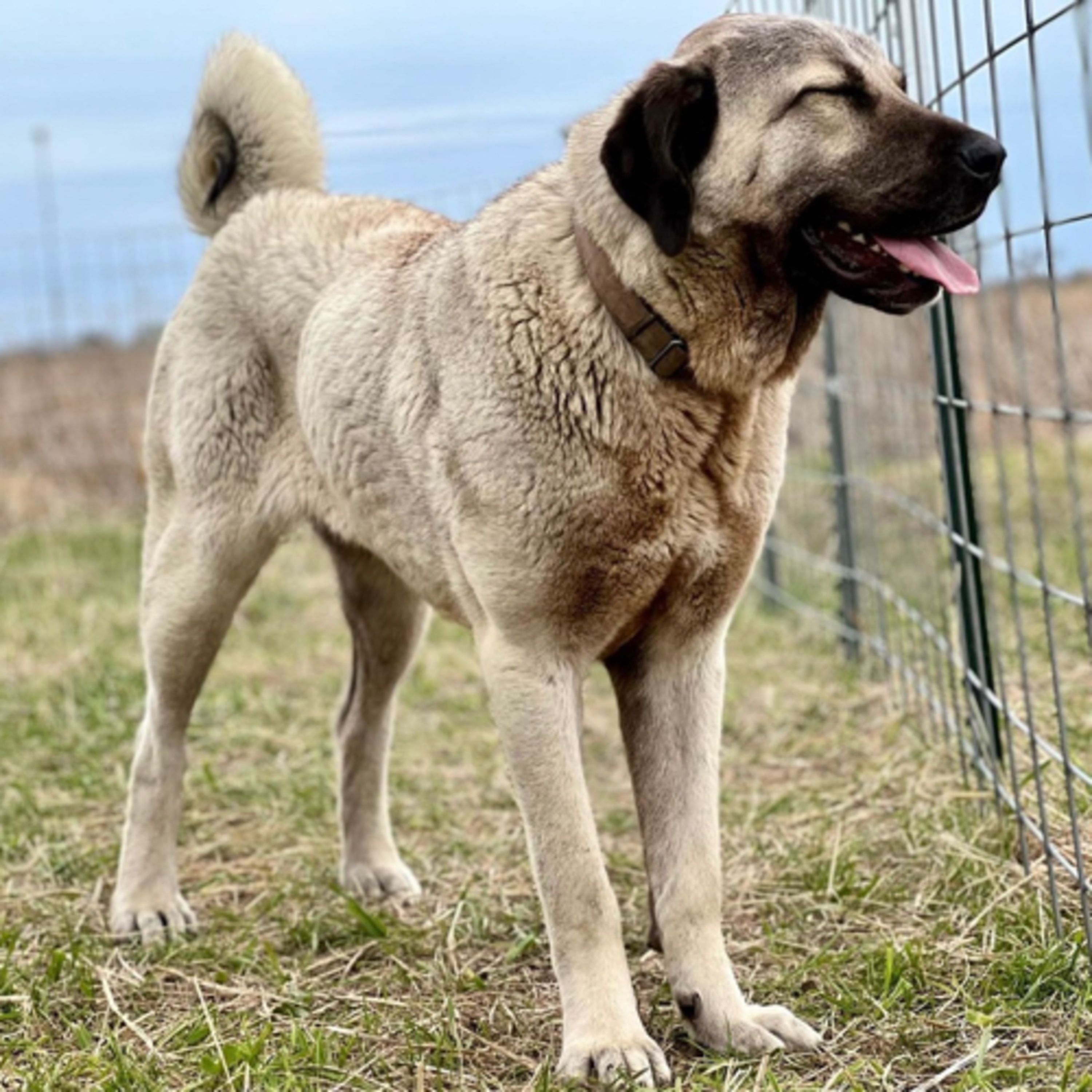 Episode 141: Kangal - Erin Dyer from Kangal Dog USA episode artwork