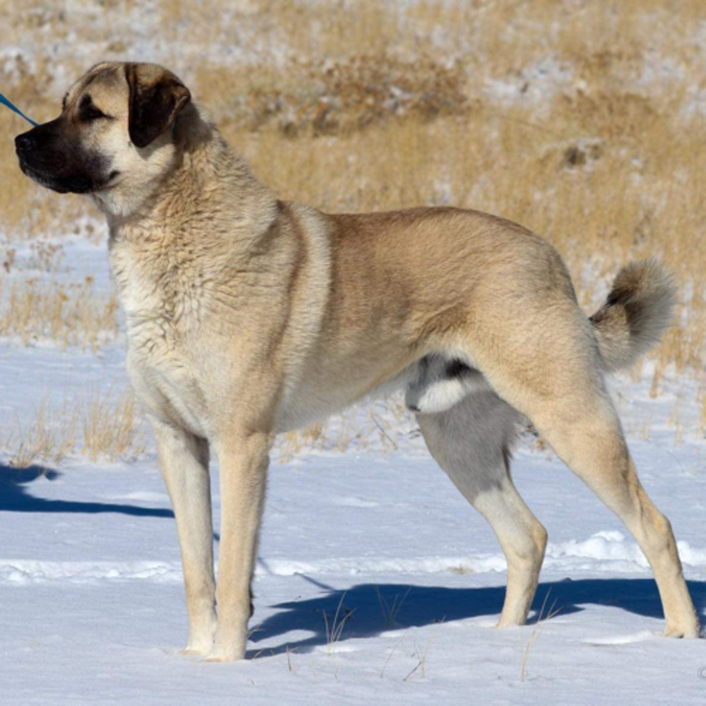 Episode 142: Anatolian Shepherds - Amanda Russo from Feather's Glen Anatolians