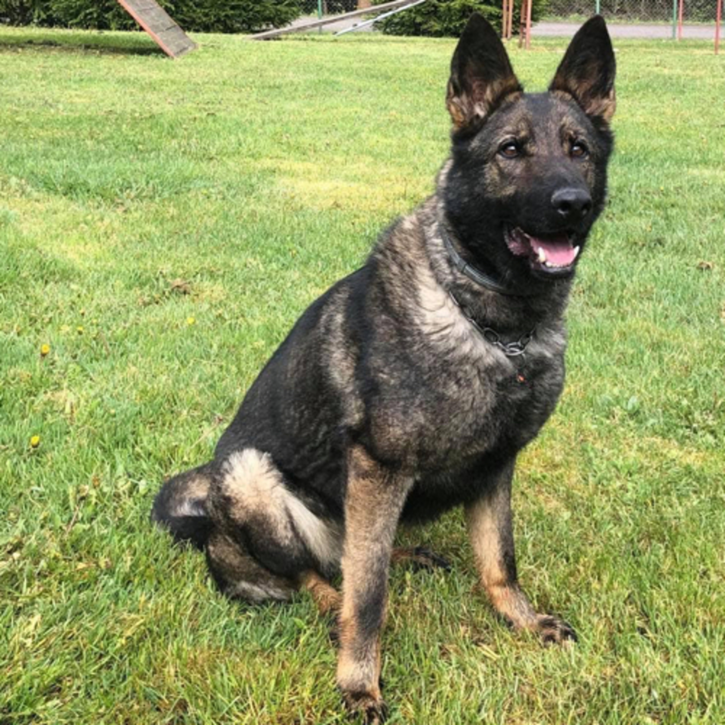 Episode 146: Working German Shepherds - Malinda Weber from Weberhaus German Shepherds episode artwork