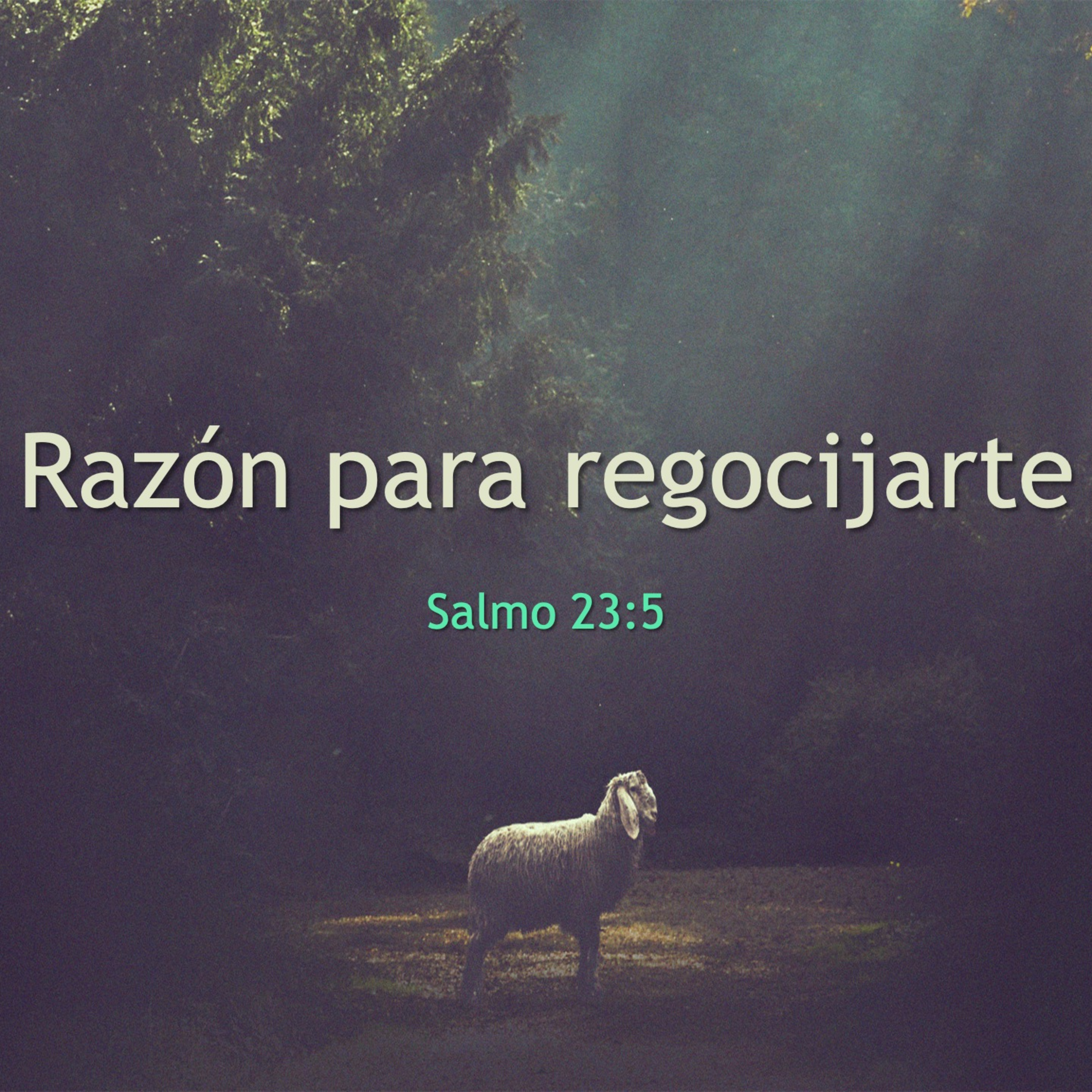 Cordero De Dios
