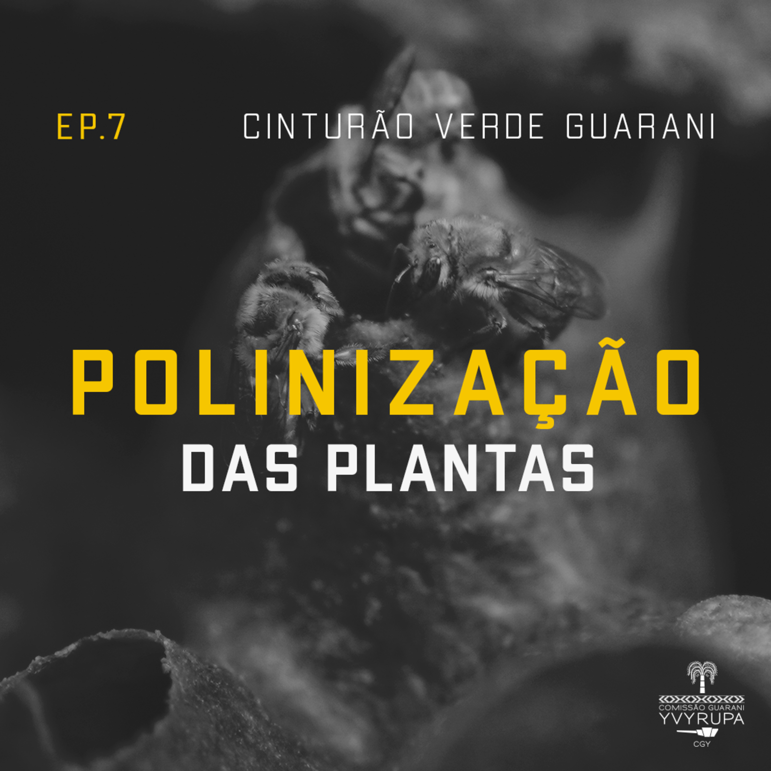 Polinização das plantas episode artwork