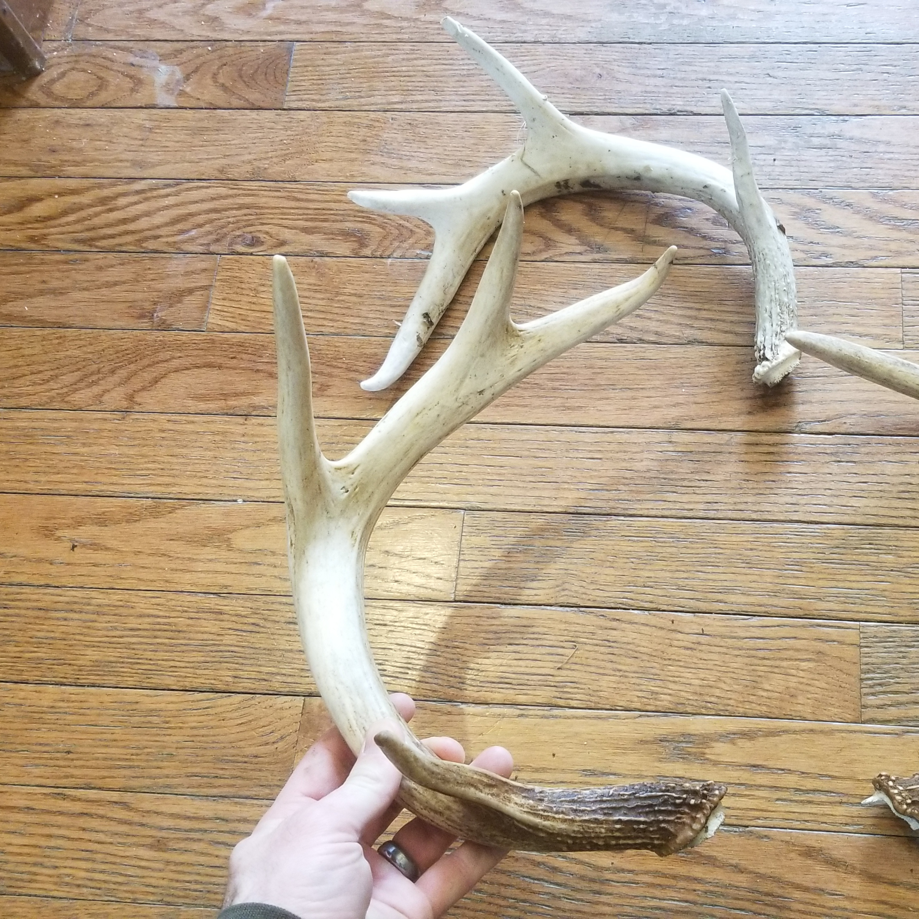 Episode 14: Green is Good - Finding Shed Antlers with Craig Slomers and Ben Porter