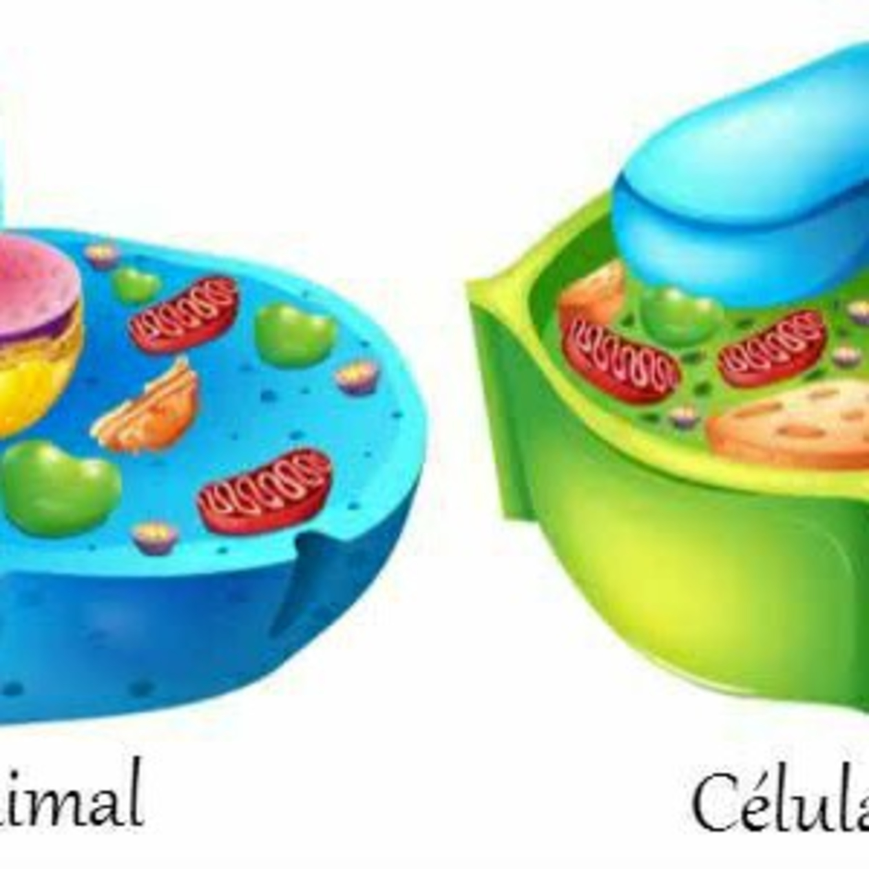 Ciências E Biologia
