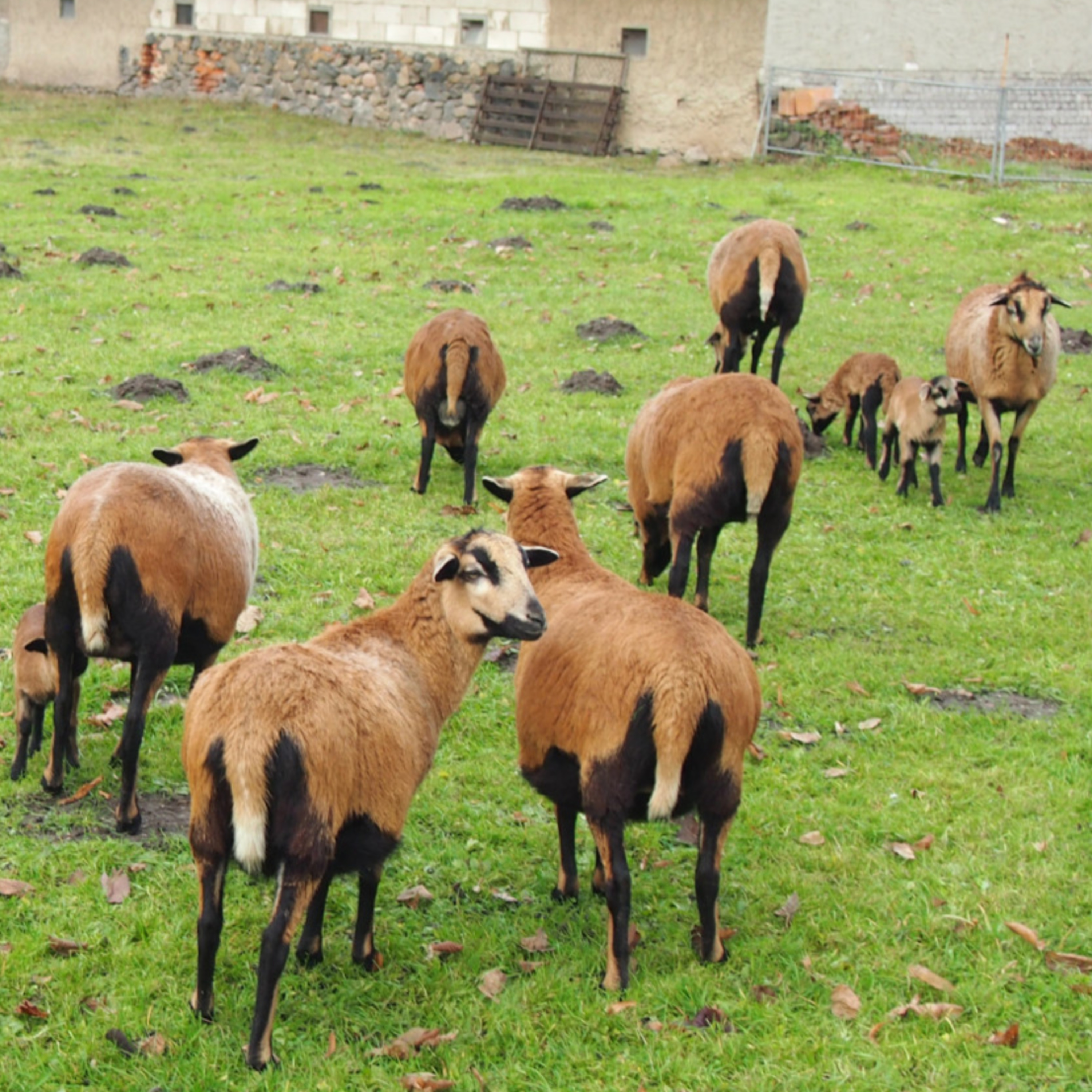 HoMa Predigt