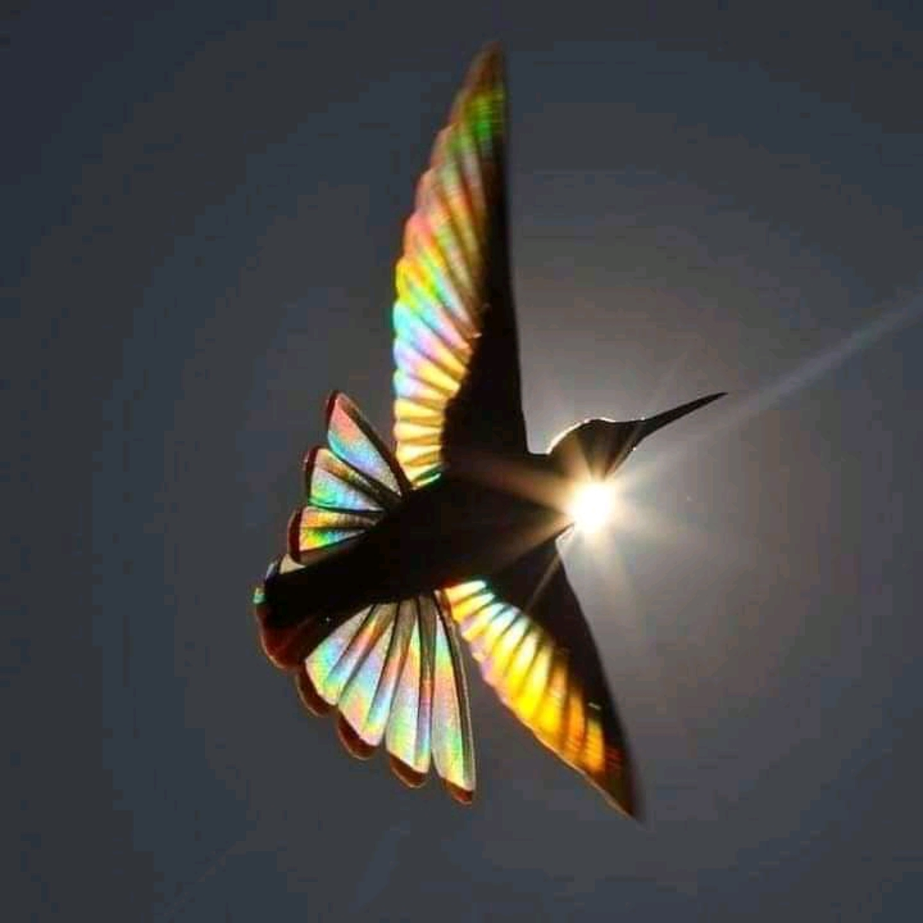 Libres ✨🕊️🐦🪶🪶 episode artwork