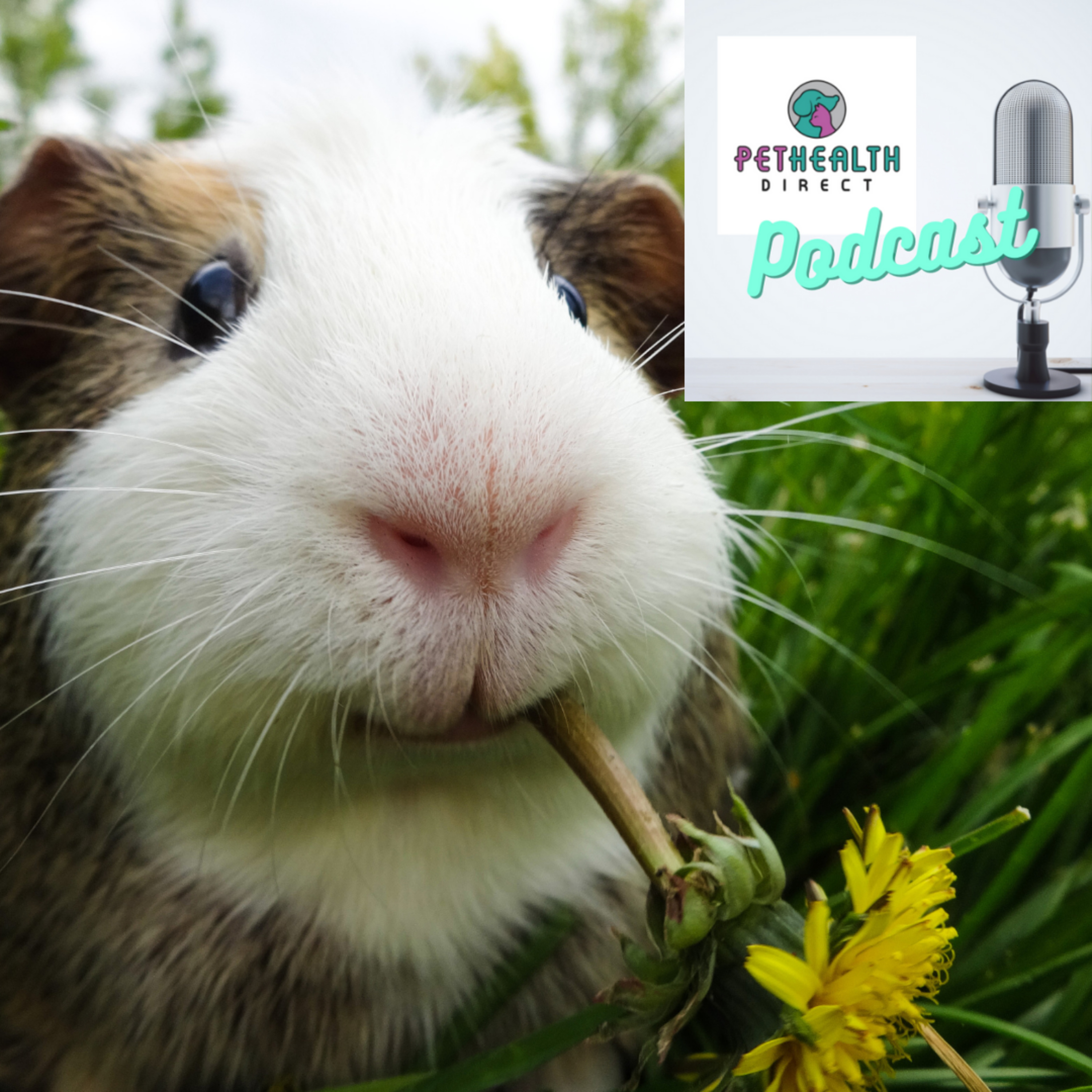 Pet Health Direct