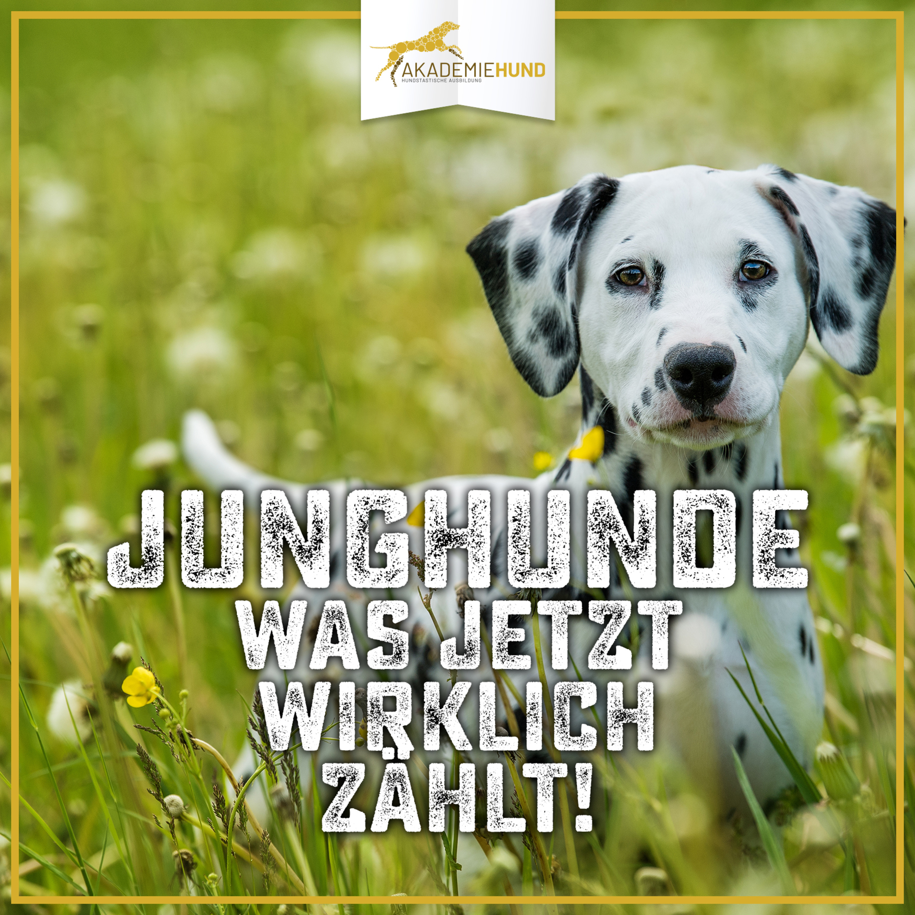 Zum Glück mit Hund | Der Podcast für glückliche Hundehalter.Innen