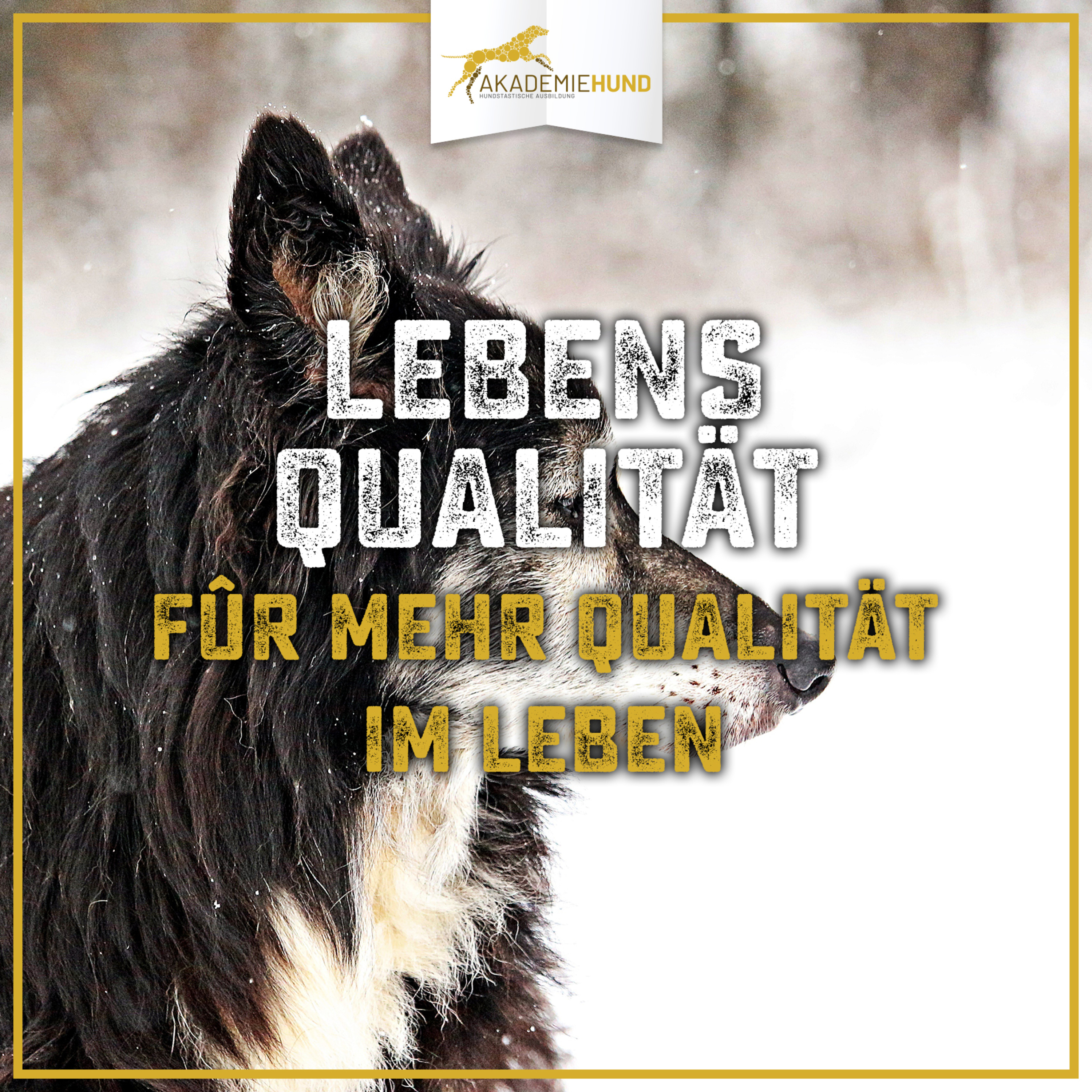 Zum Glück mit Hund | Der Podcast für glückliche Hundehalter.Innen