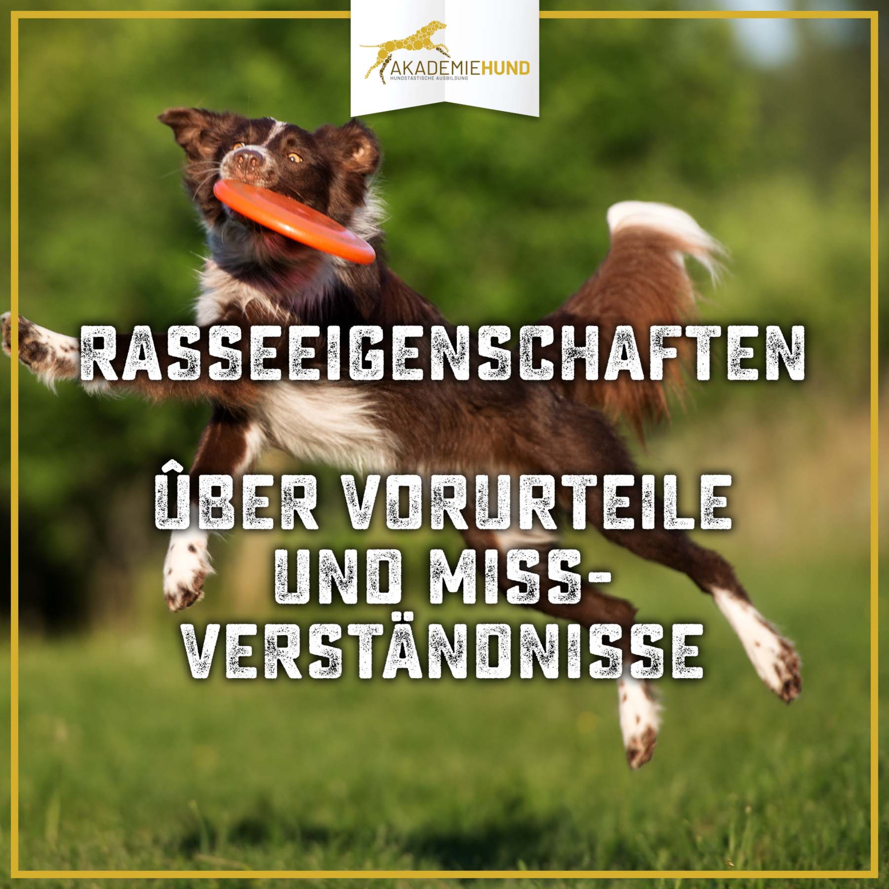 Zum Glück mit Hund | Der Podcast für glückliche Hundehalter.Innen