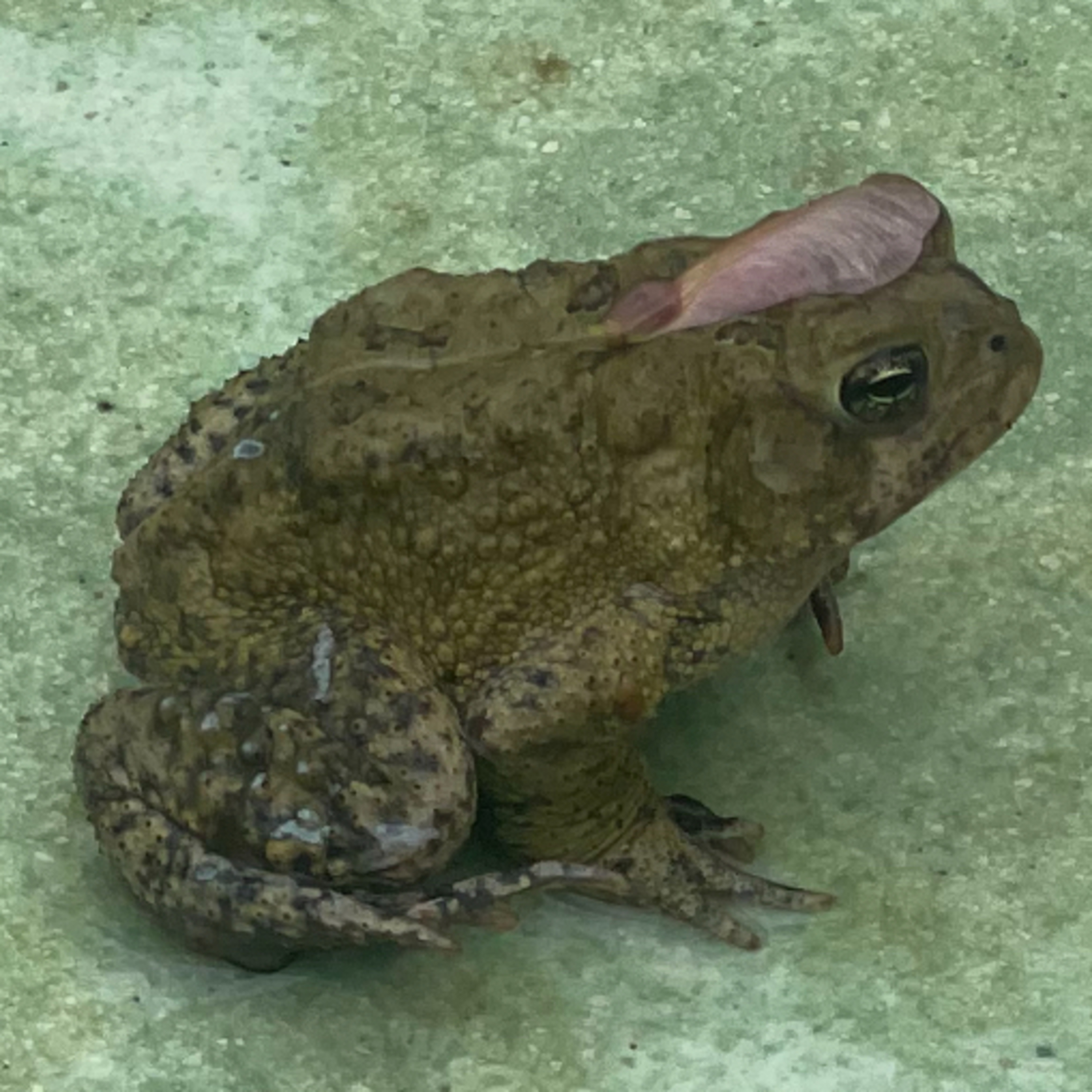 Meeting in Saint Louis