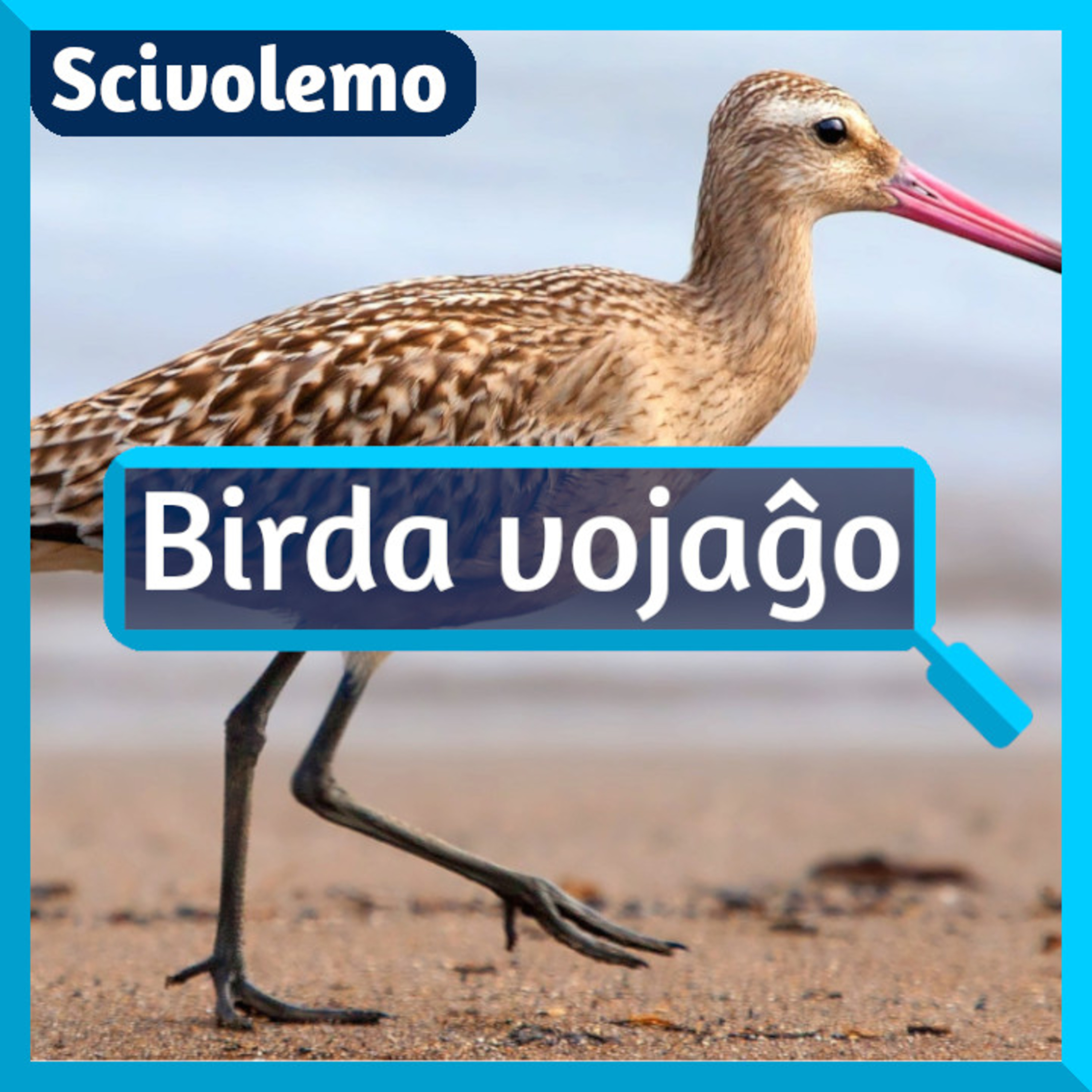 Videoj de Scivolemo