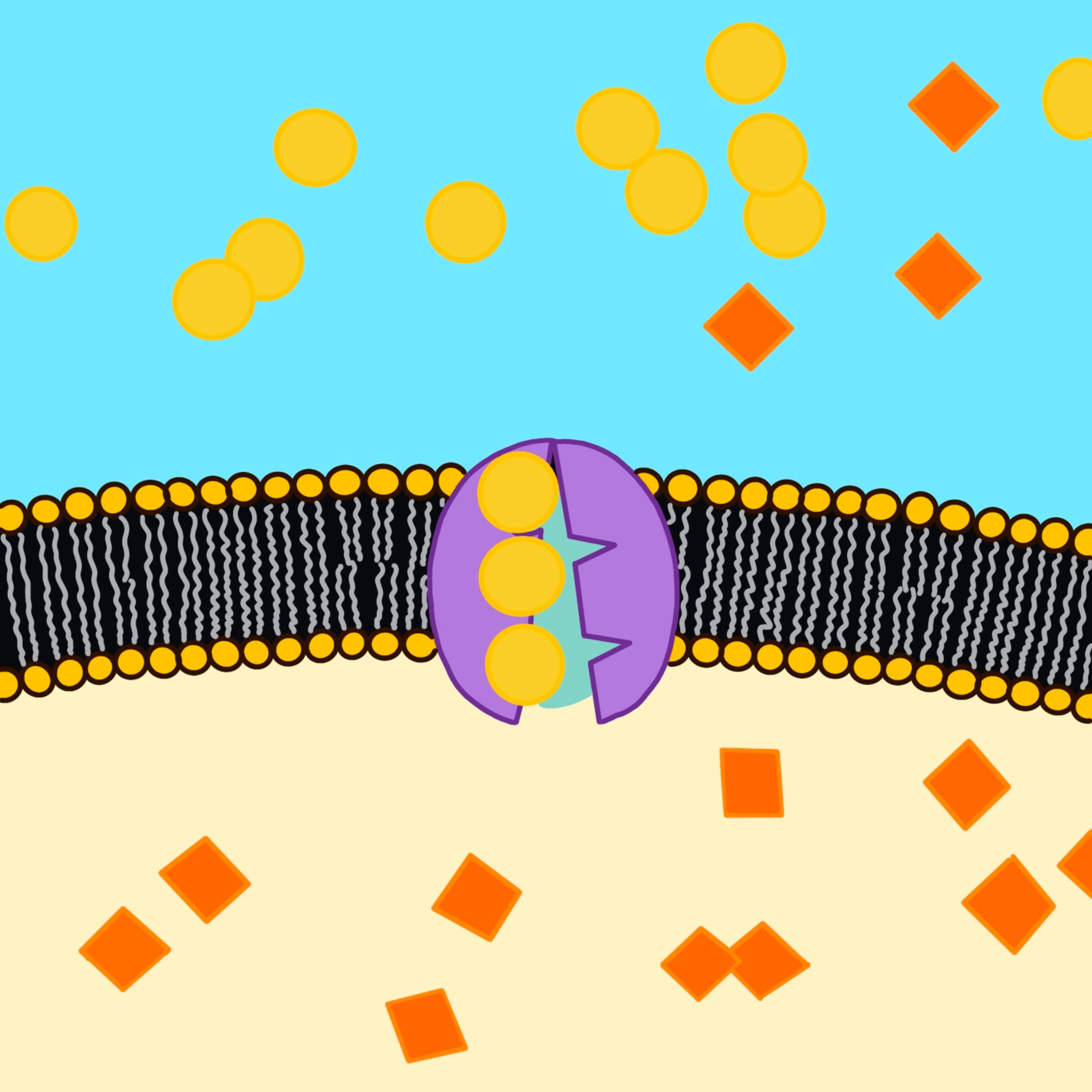BioTime