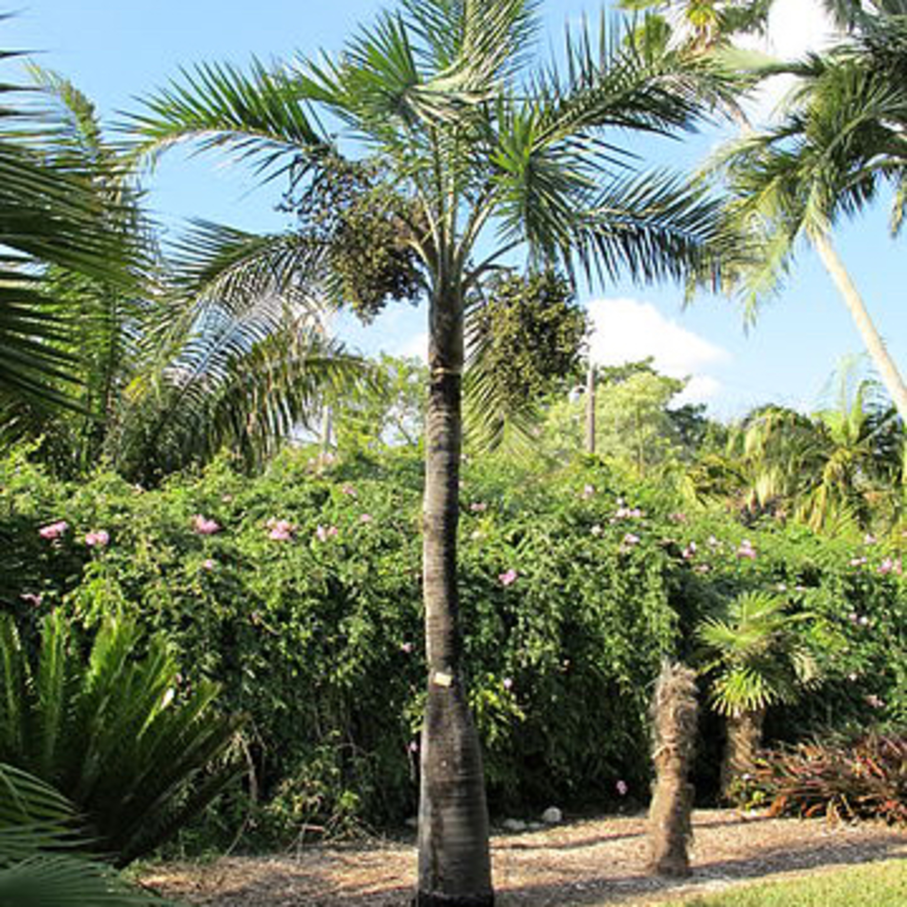 Palm Tree Living  episode artwork