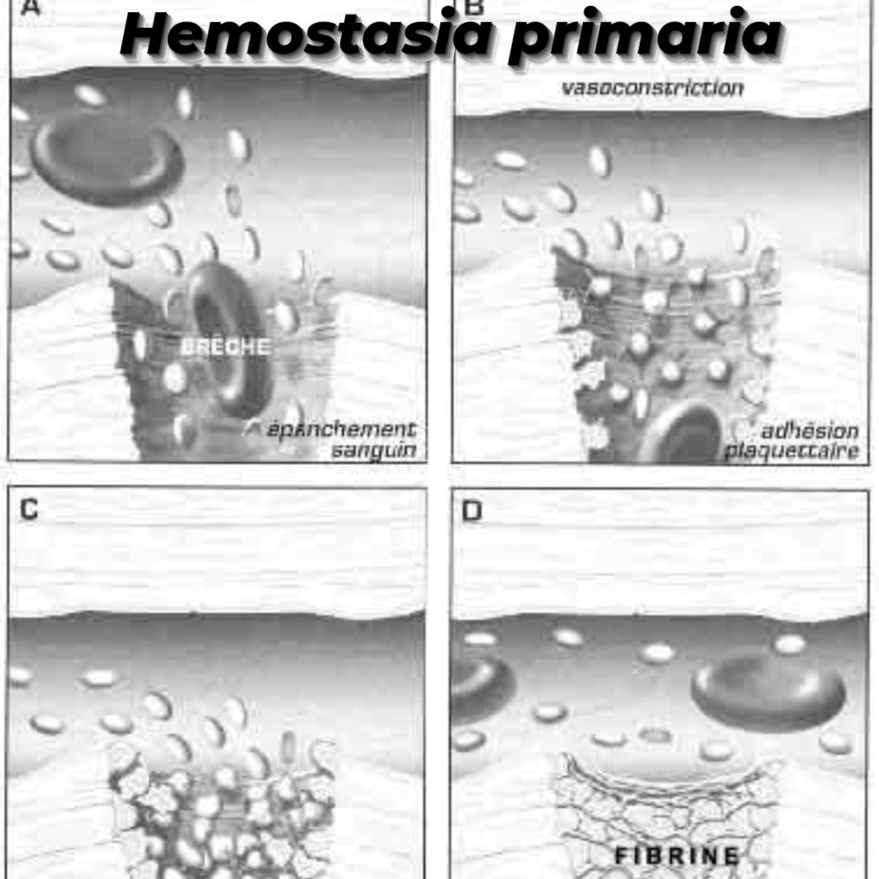 Hemostasia