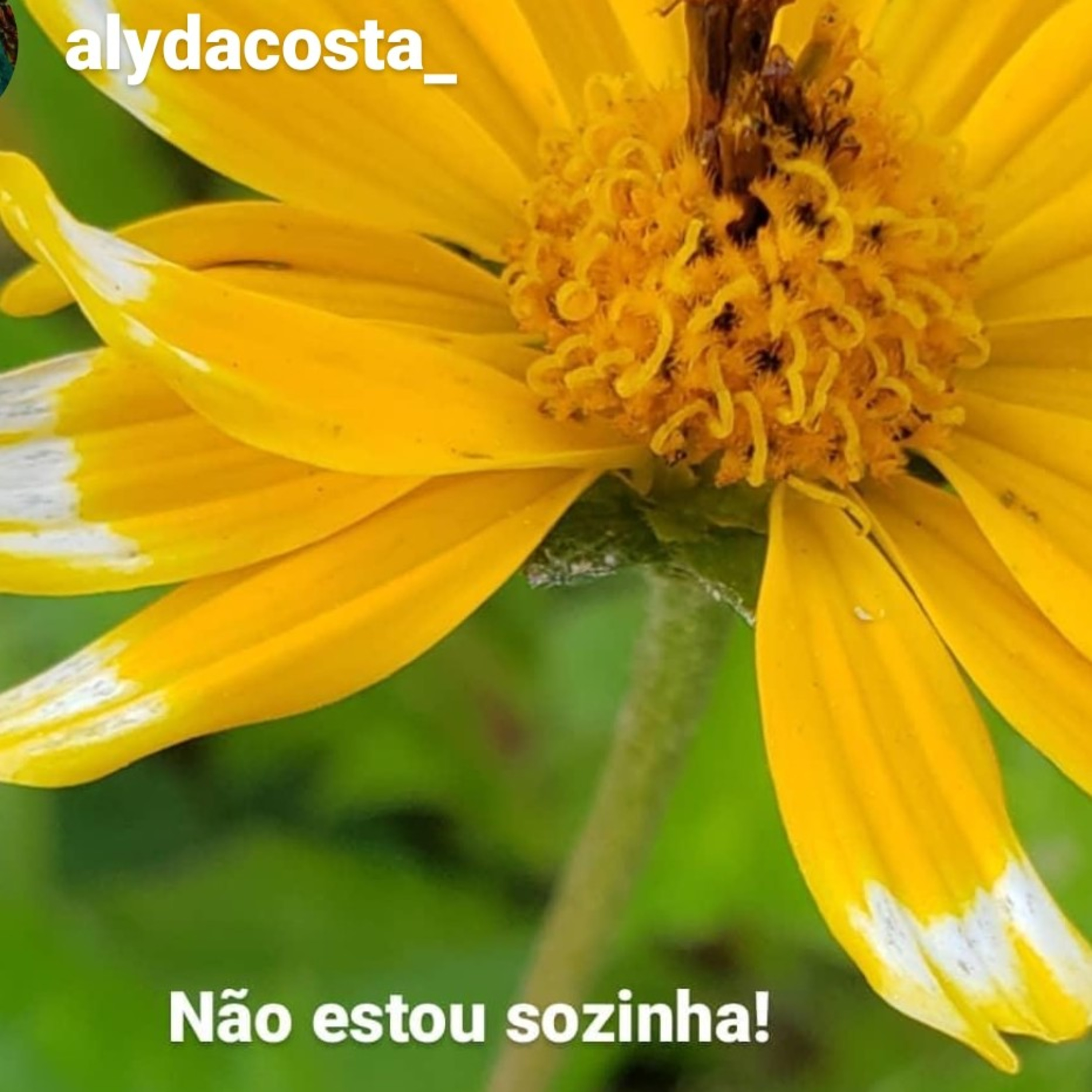 Felicidade  episode artwork