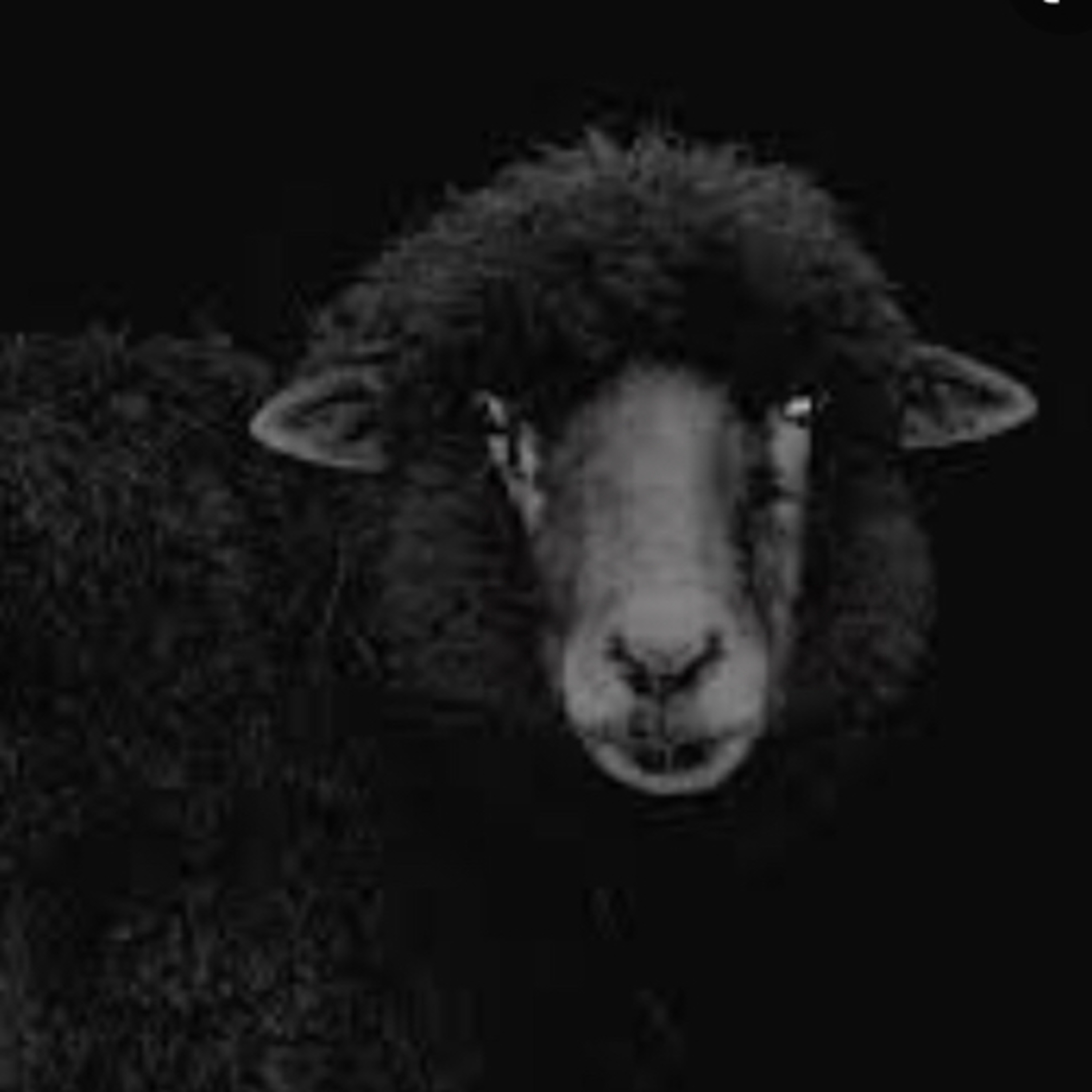 S5: Episode 7 - Black sheep