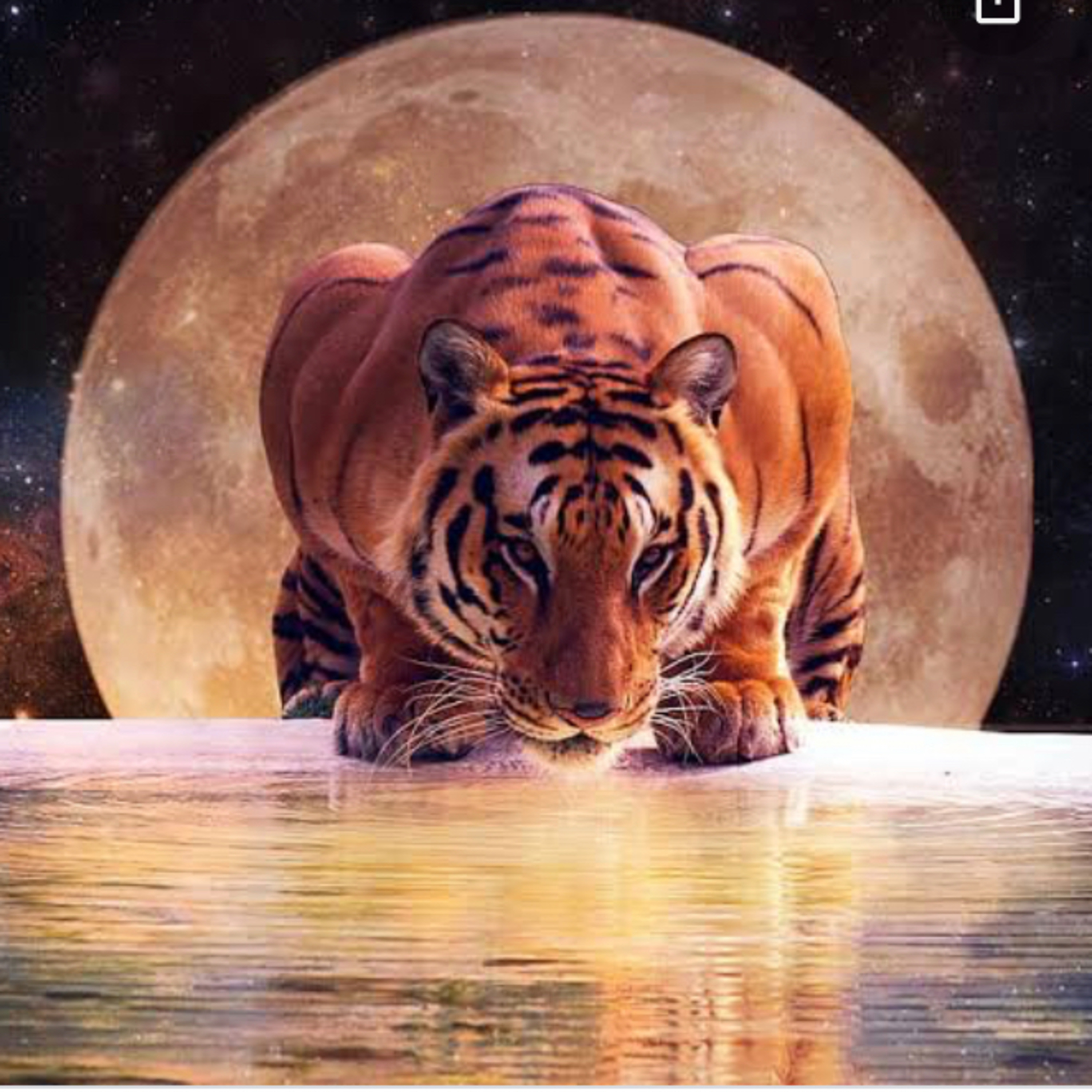 luna nueva en acuario y año chino del tigre