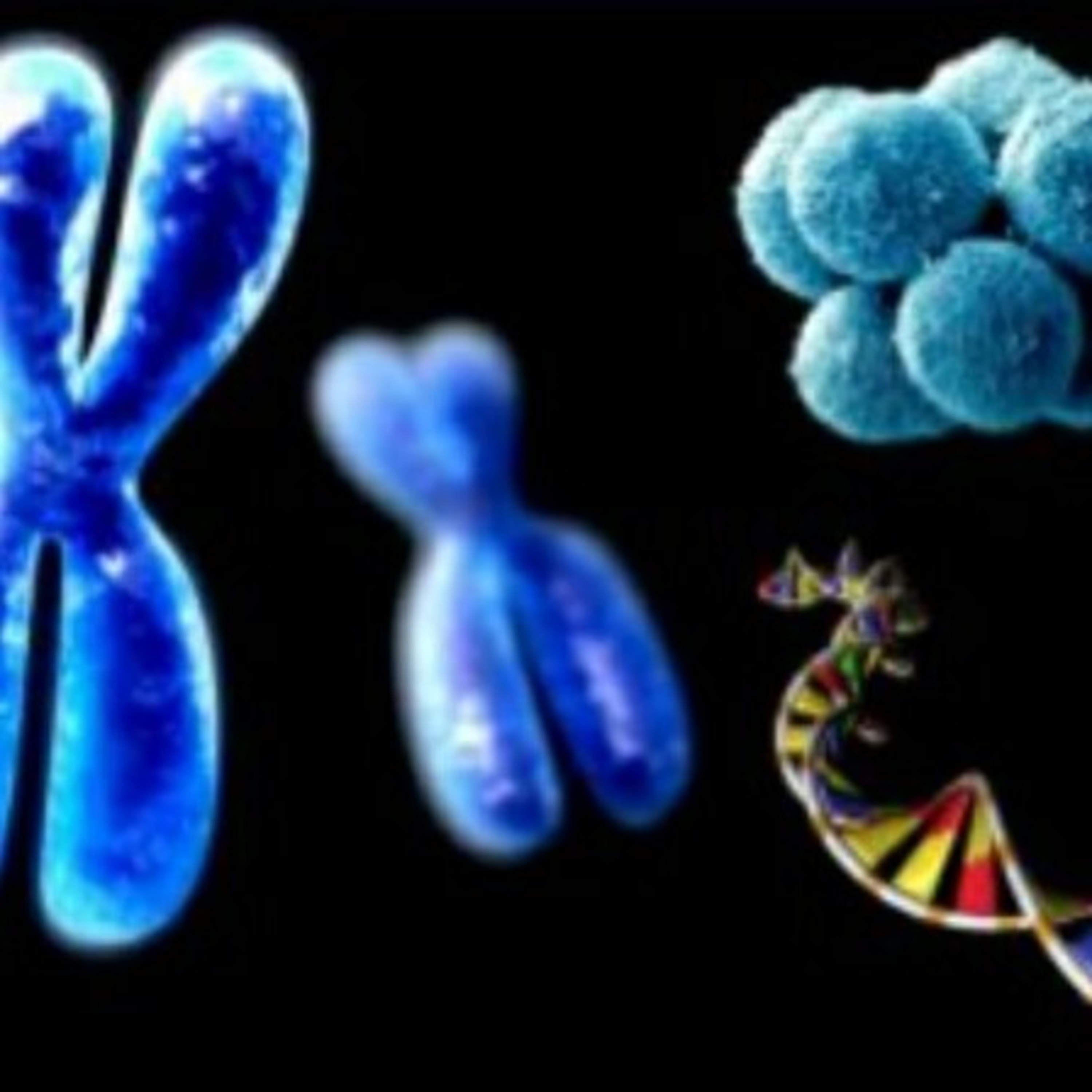 Mitose e meiose 1ano