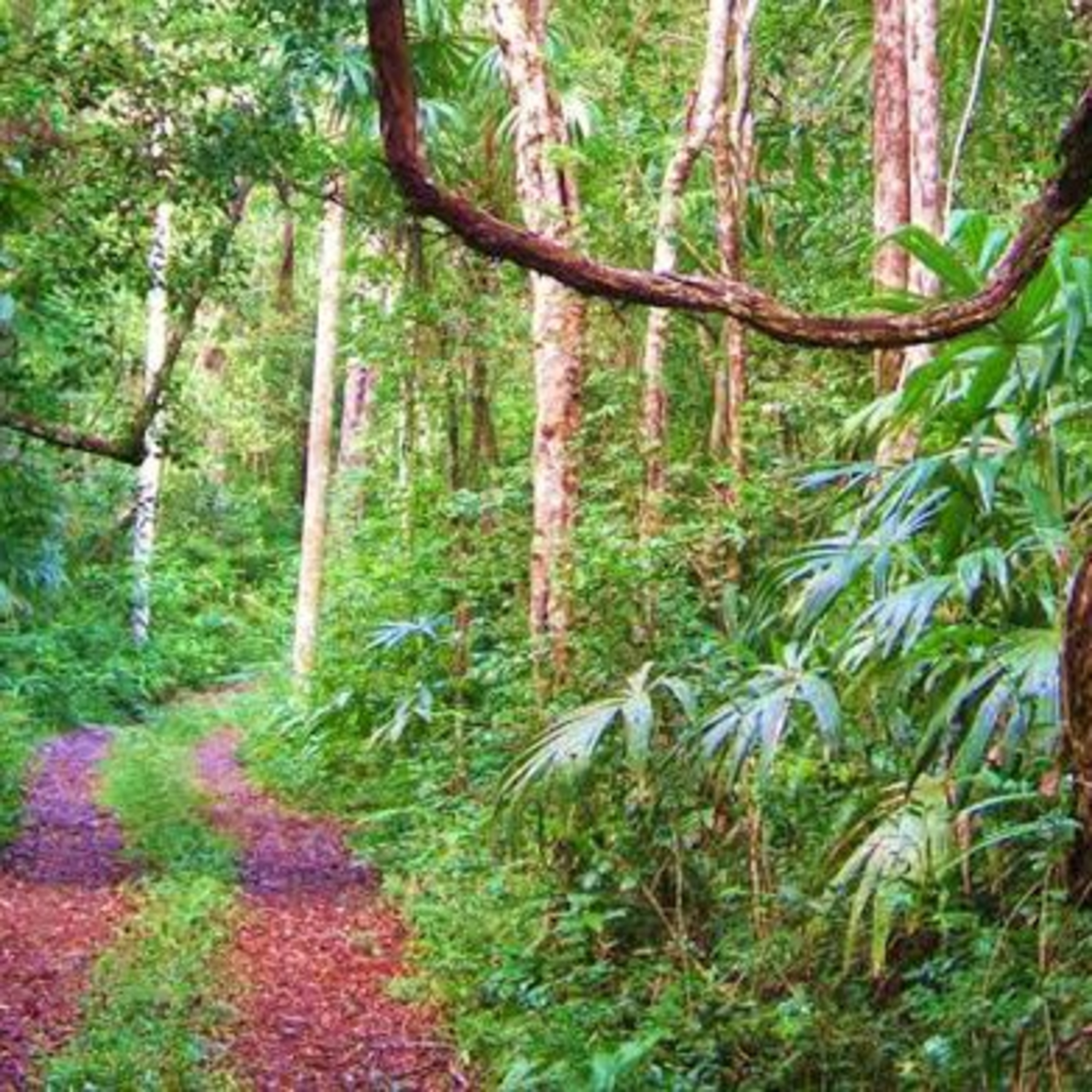 Regiones Naturales de México: Bosques