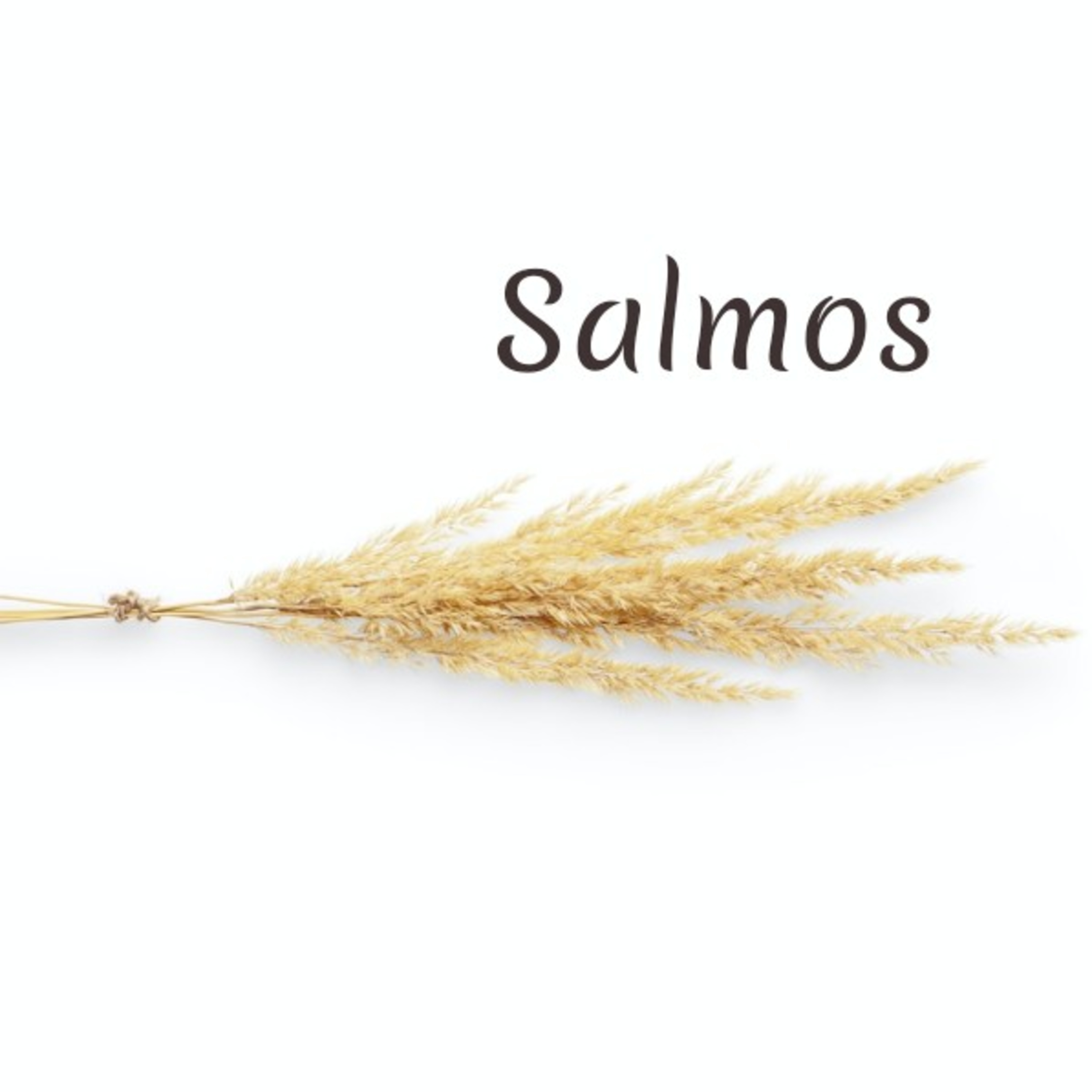 Guiados