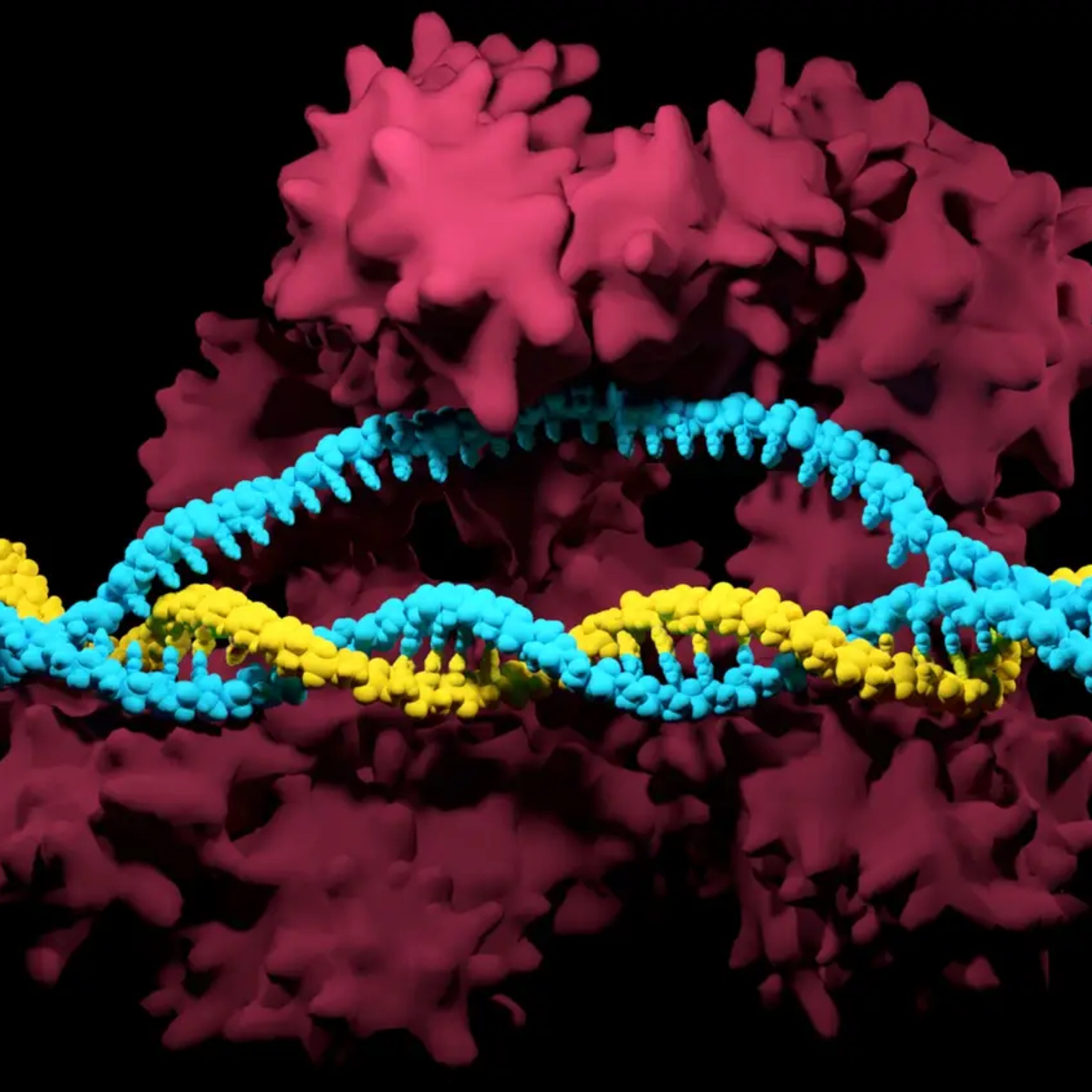 “What the Molecule” CRISPR-Cas9 System