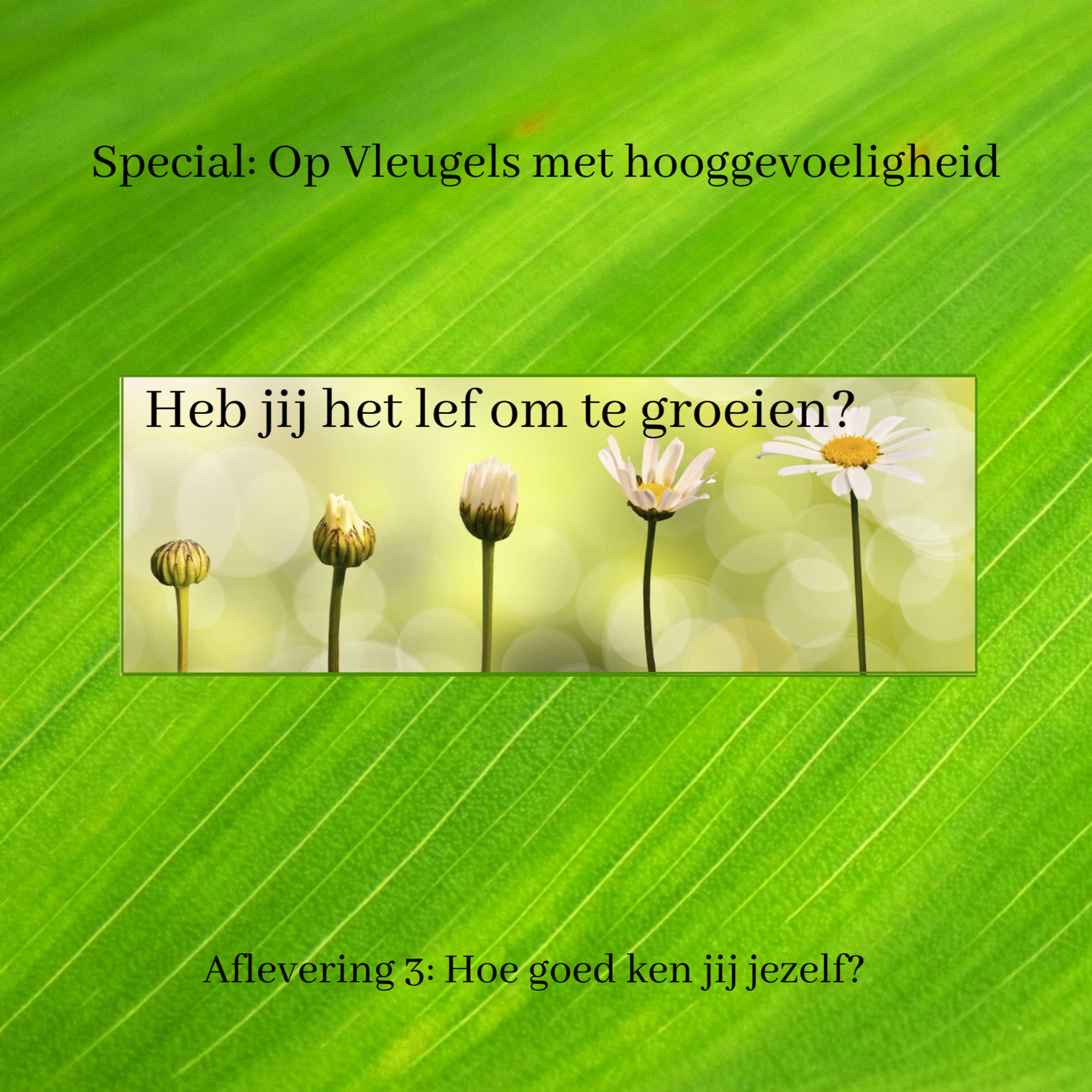 Op Vleugels Met Hooggevoeligheid
