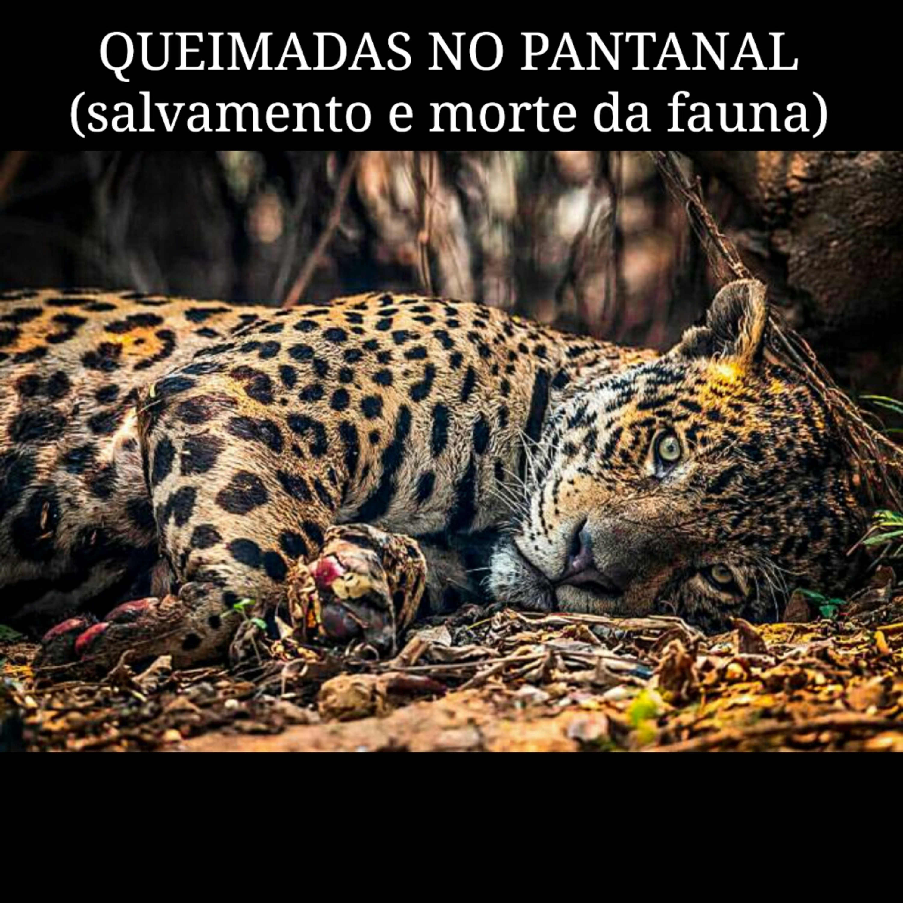 QUEIMADAS NO PANTANAL (salvamento e morte da fauna)