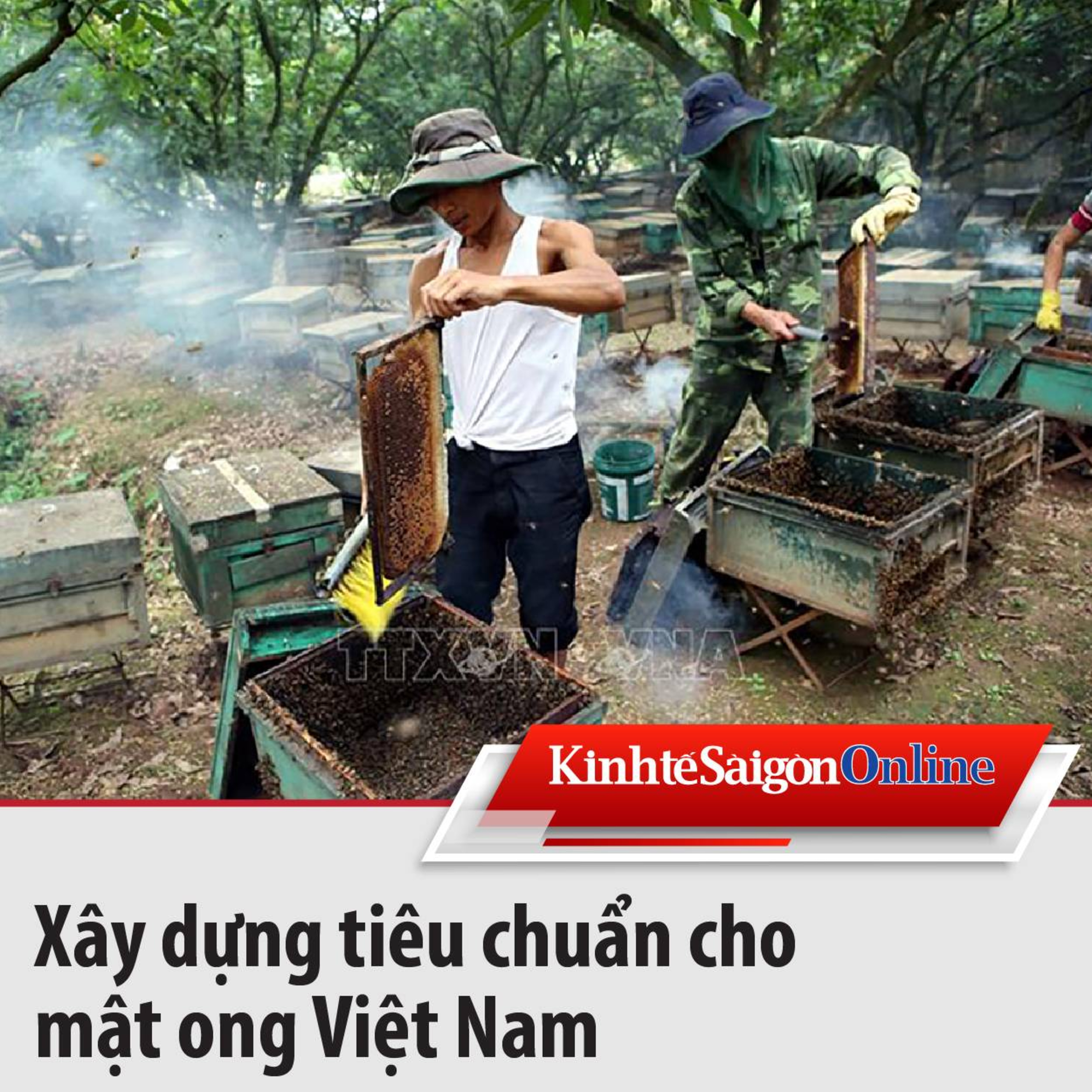 Xây dựng tiêu chuẩn cho mật ong Việt Nam episode artwork