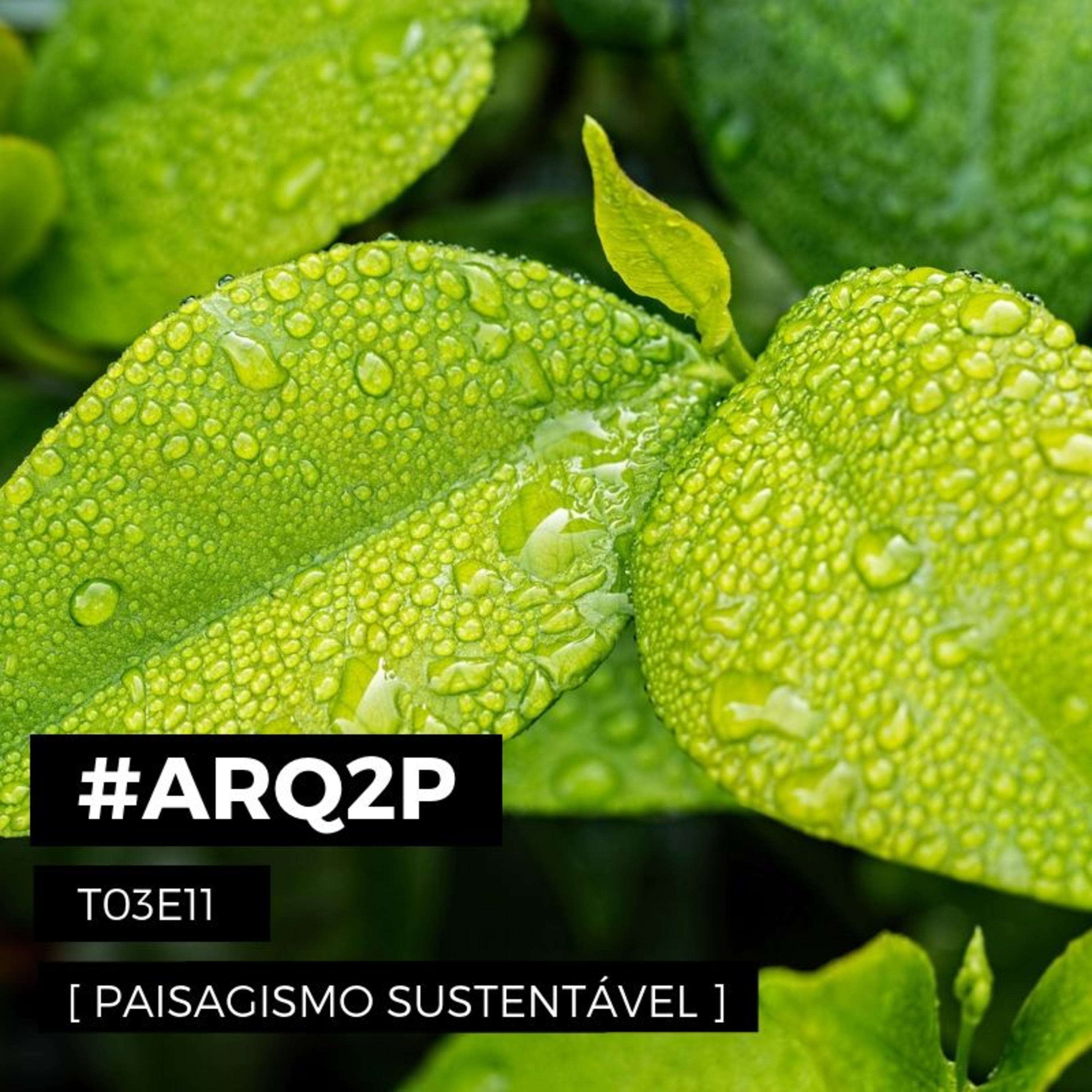 ARQ2P