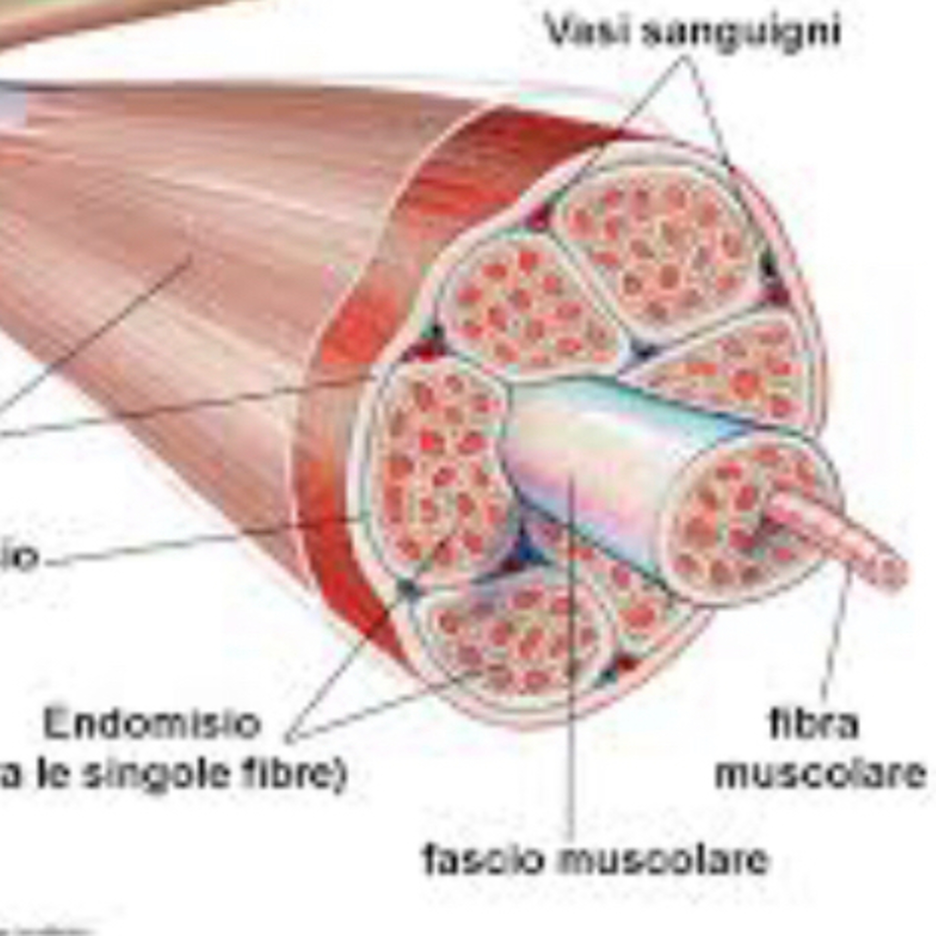 Scienze motorie