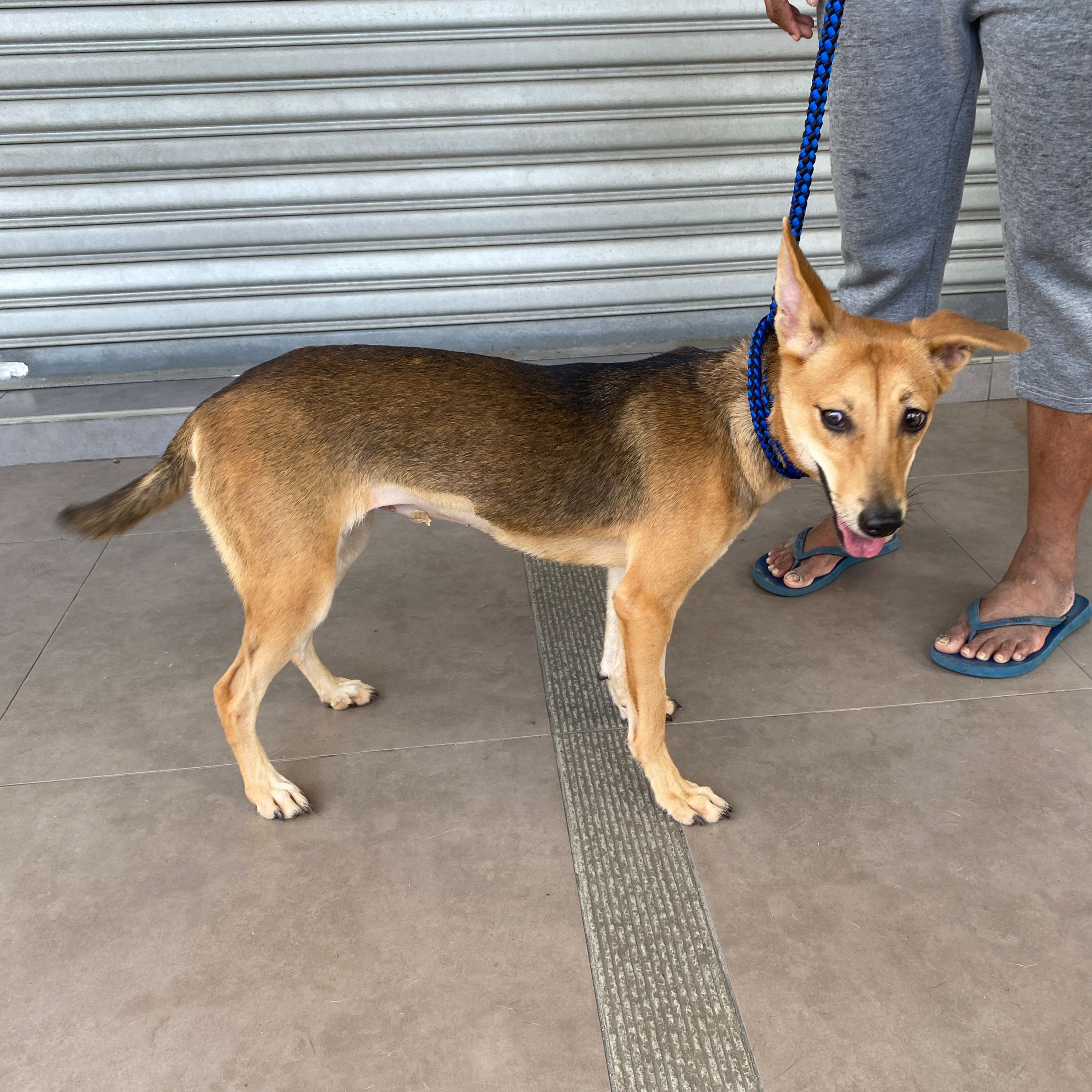 犬をfoster(一時里親)で飼い始めた話