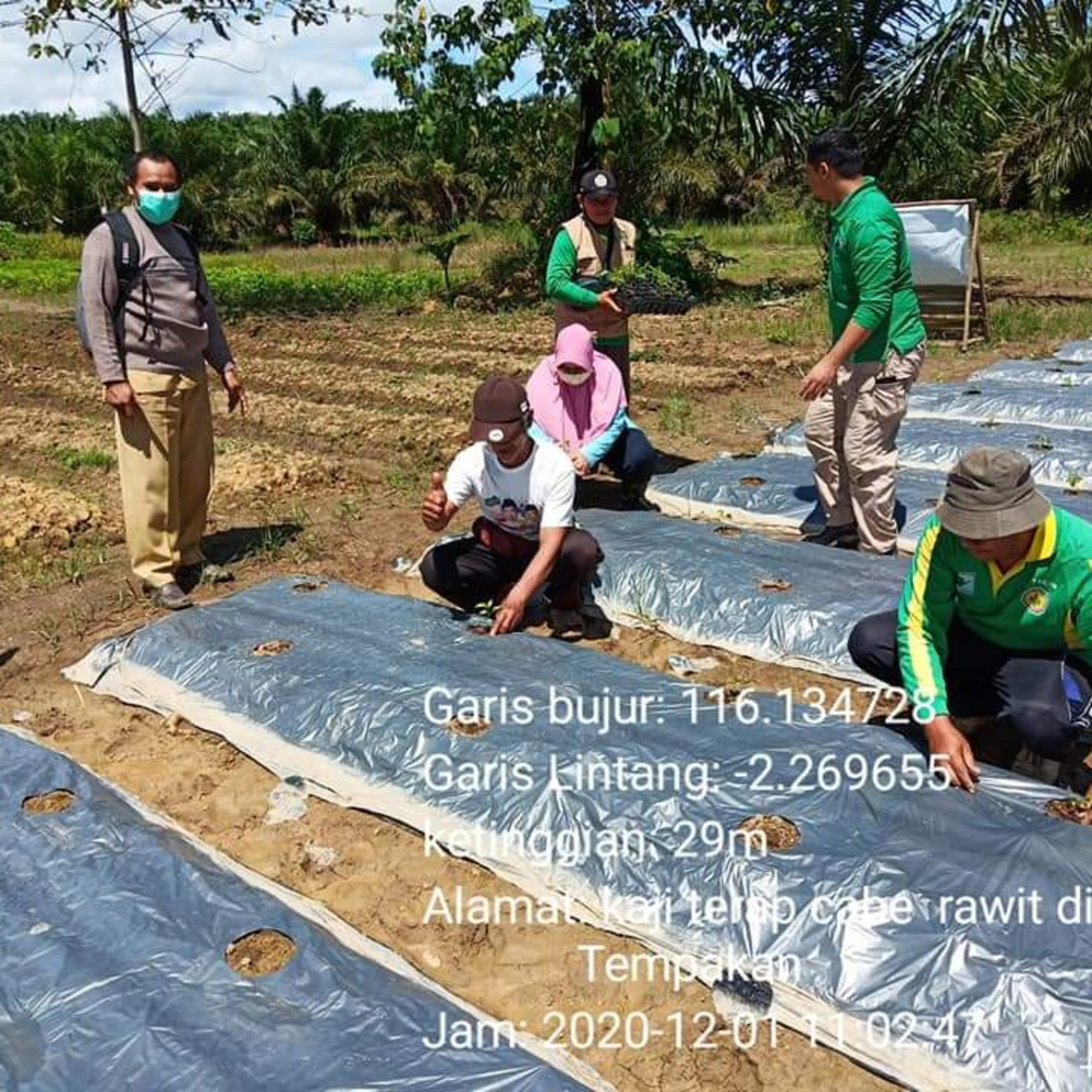 Materi Penyuluhan Budidaya Tanaman Cabai Rawit