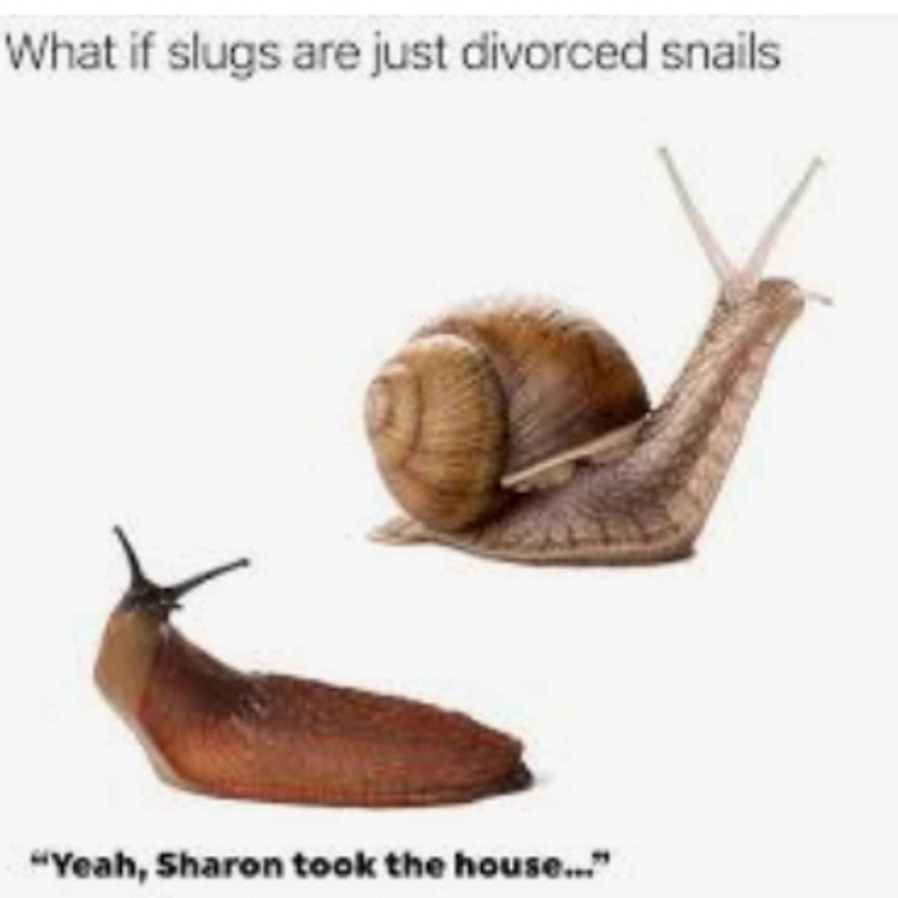 What I meme to say...a nutshell podcast
