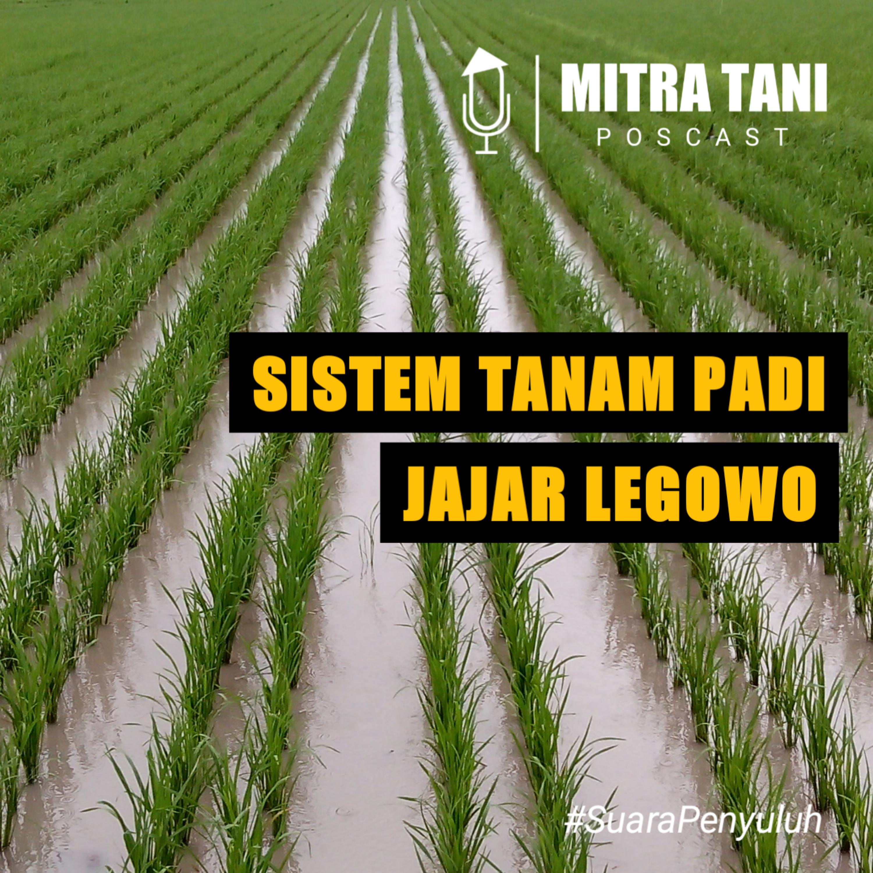 Sistem Tanam Padi Jajar Legowo