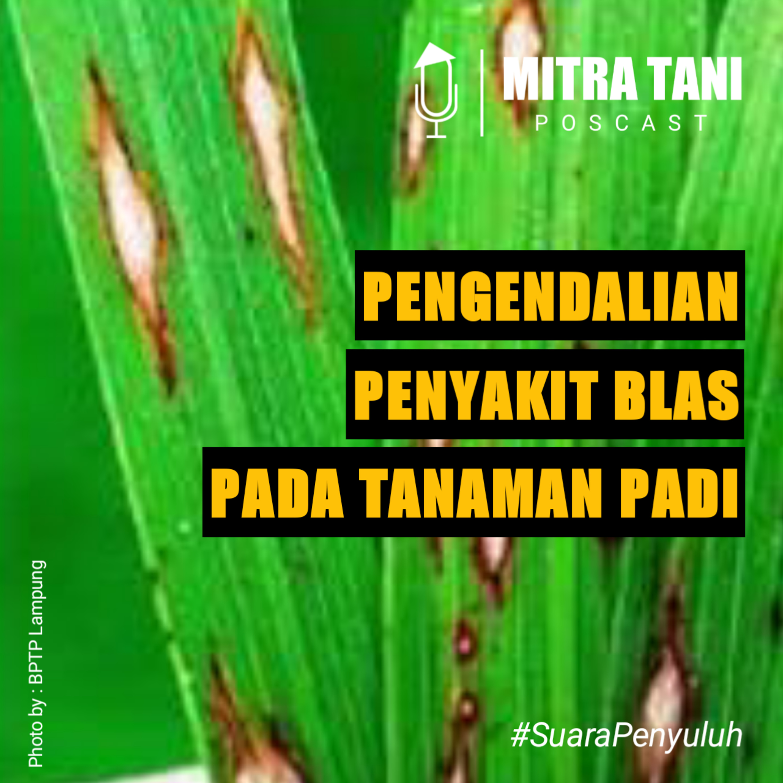 Pengendalian Penyakit Blas Pada Tanaman Padi