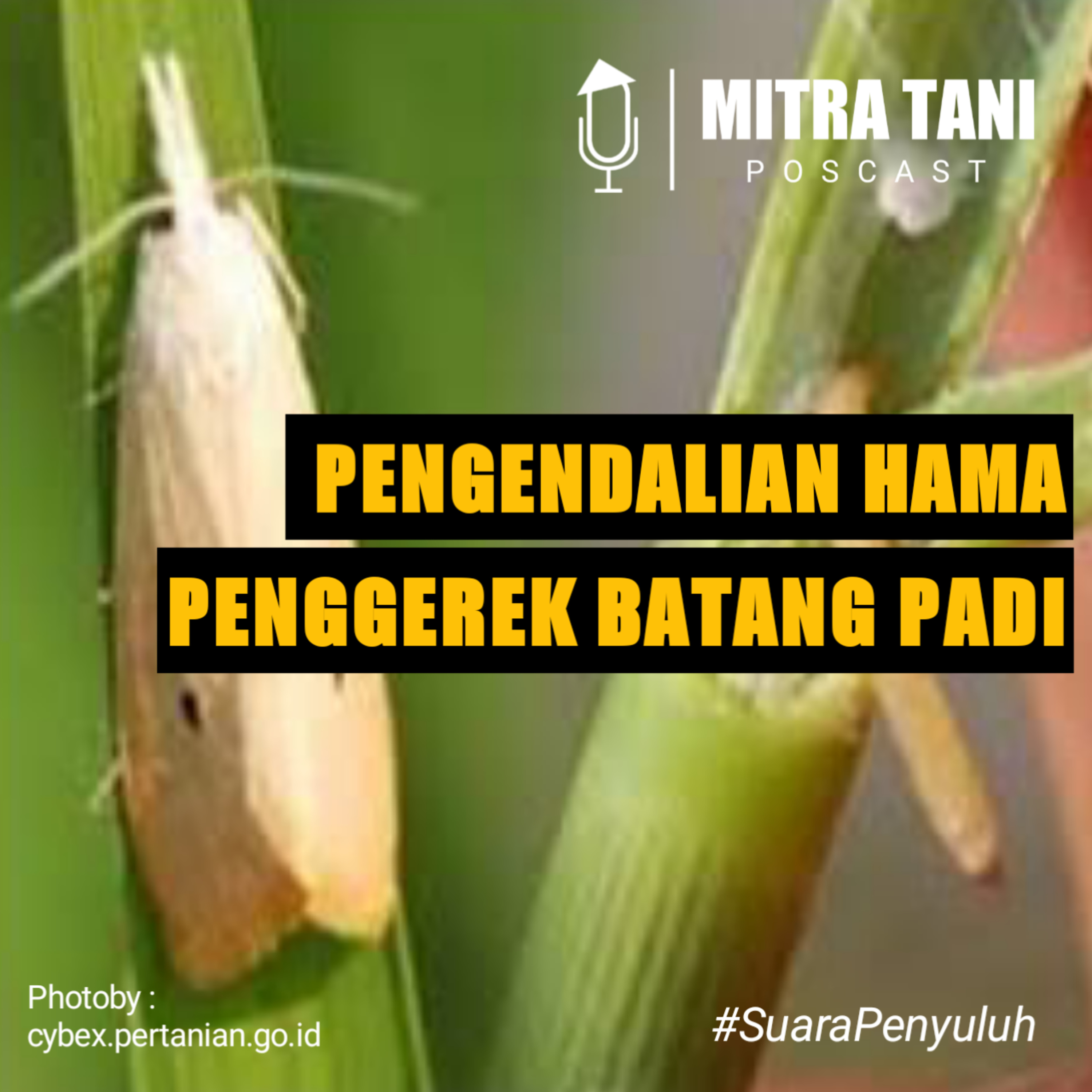 Pengendalian Hama Penggerek Batang Padi