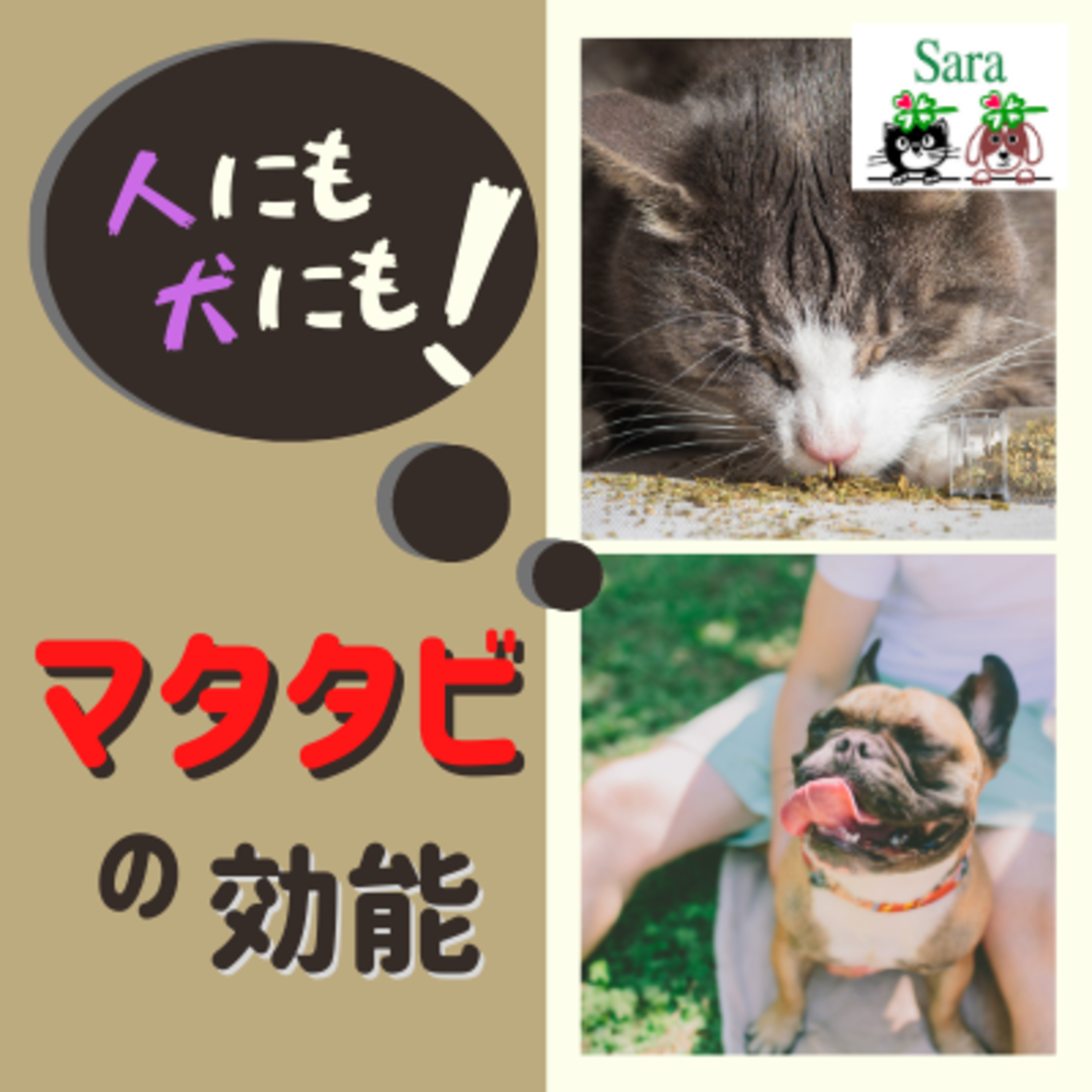 #176. 猫だけじゃない！人にも犬にも使える？マタタビ：意外なその効果は？ episode artwork