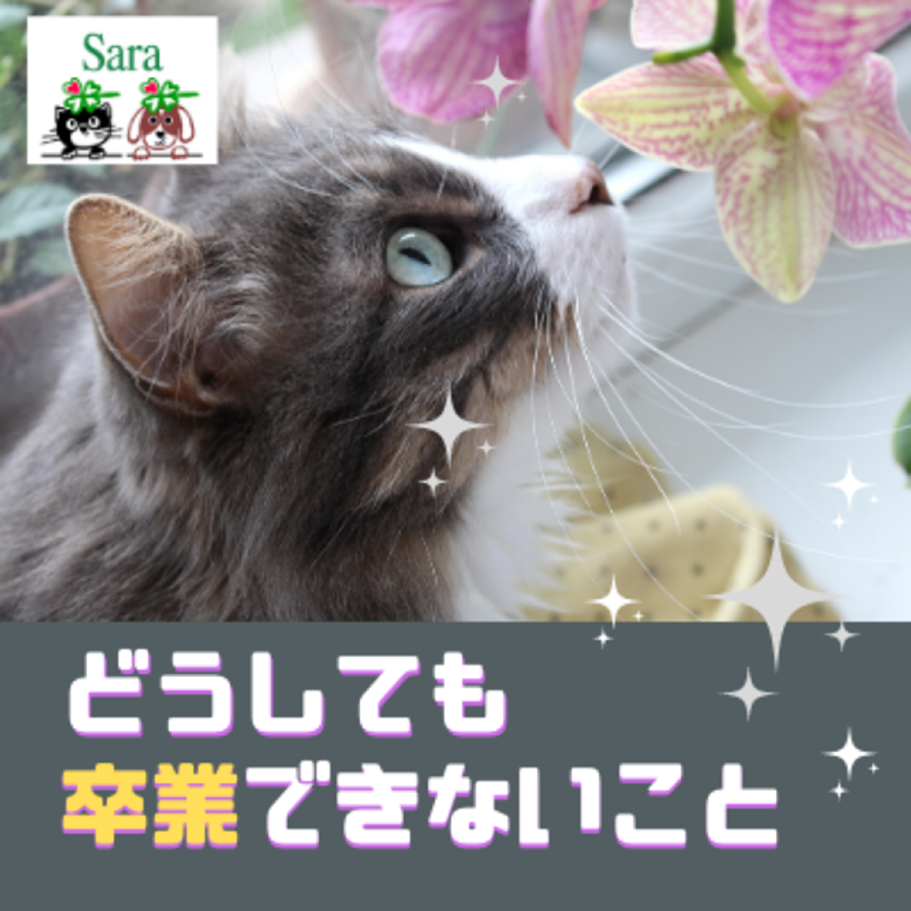 #226. 猫吸い：どーしても卒業できない！ @卒業無理 episode artwork