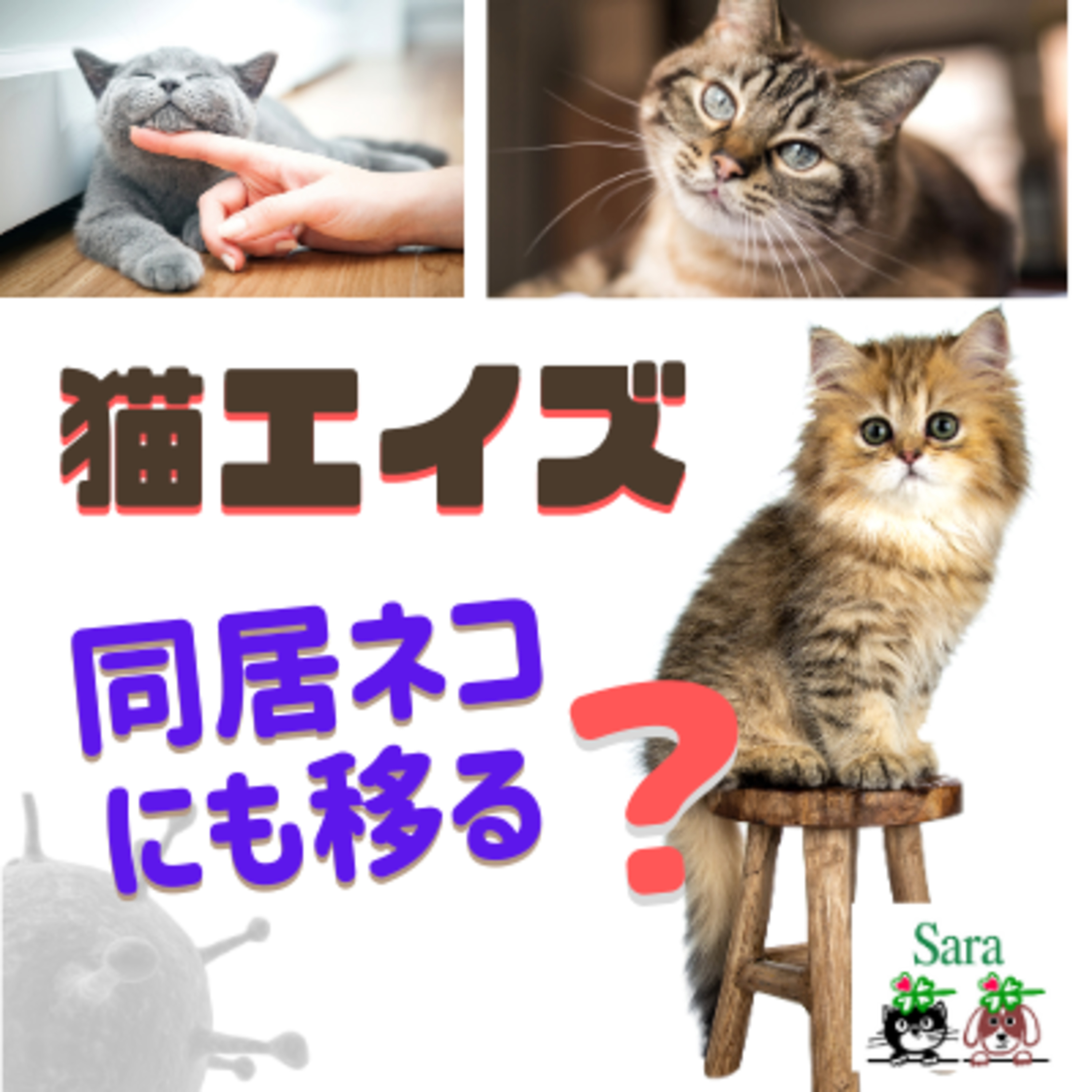#246. 10頭に1頭が猫エイズ？：同居猫にも移る？どのくらい生きられる？：質問に回答 episode artwork
