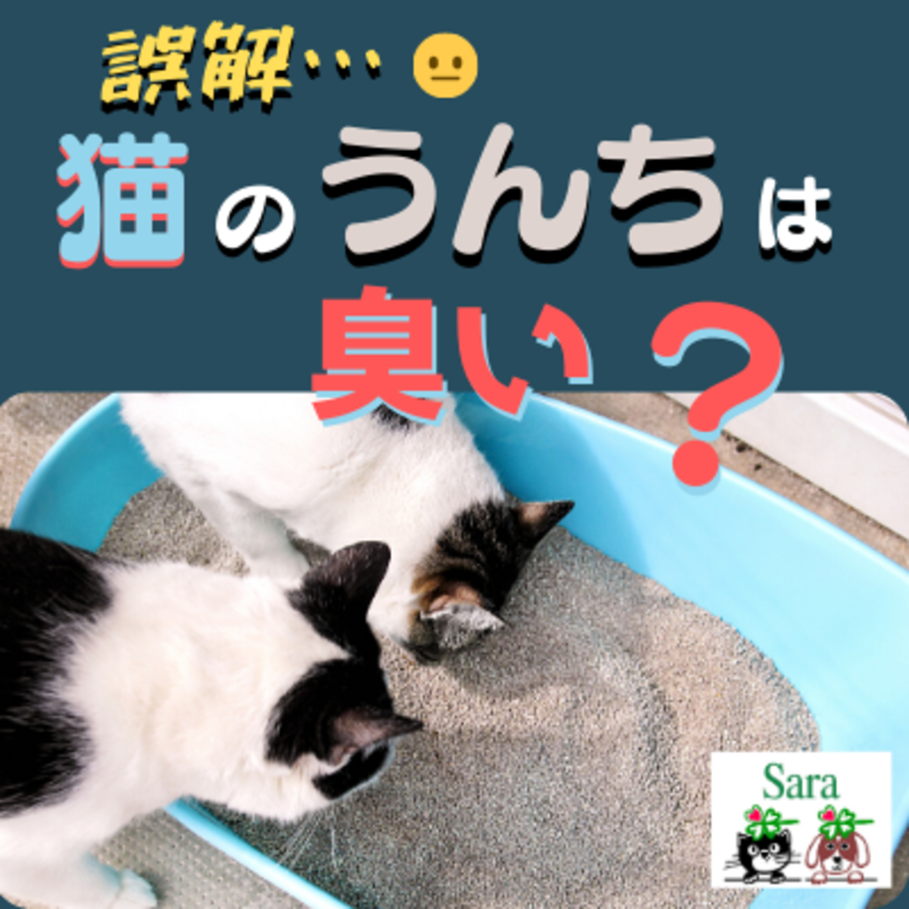 #254. 誤解：猫のウンチは臭いのが当たり前？ episode artwork