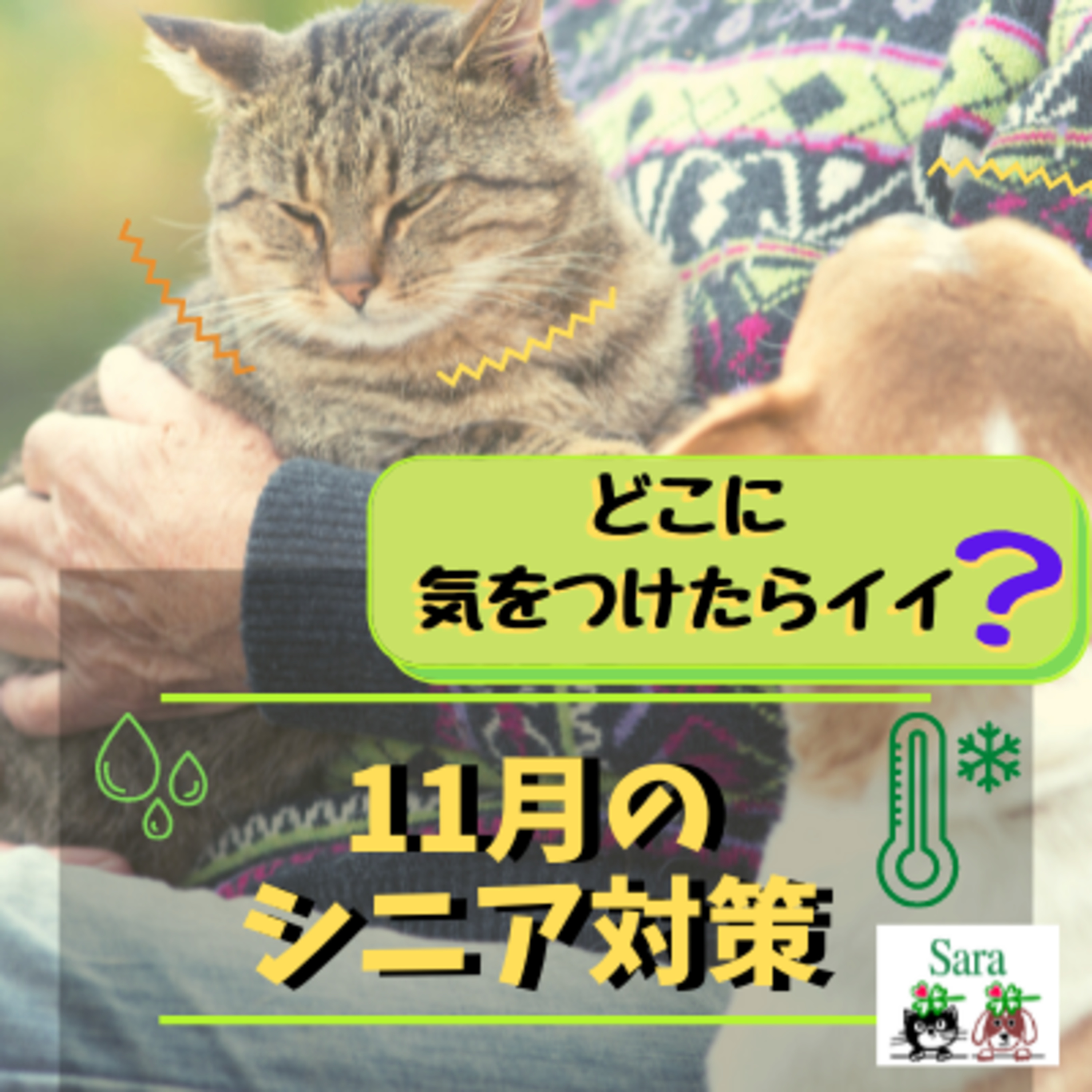 #450. 秋から冬のシニア対策：どこに気をつけたらイイ？ episode artwork