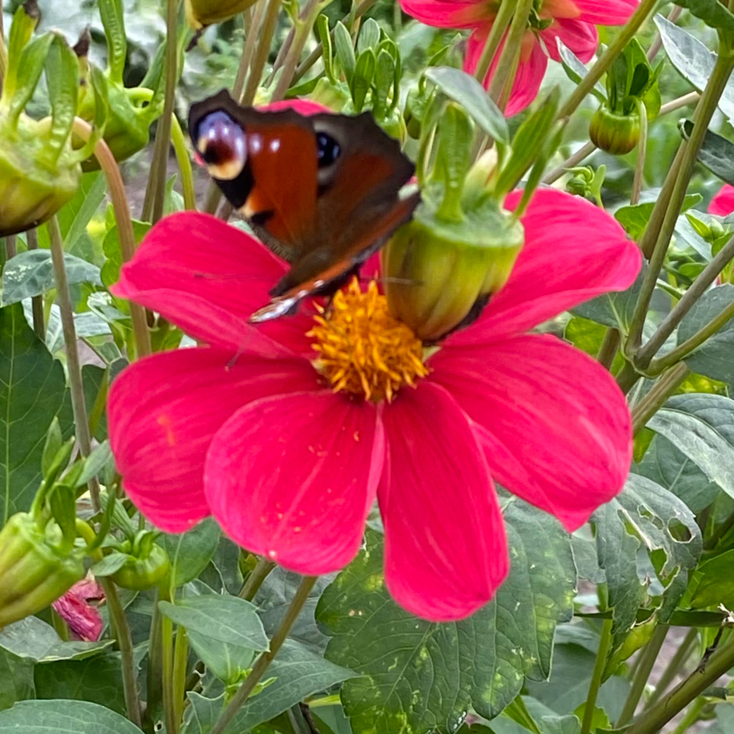 Meditatie, visualisatie en thuis komen bij jezelf