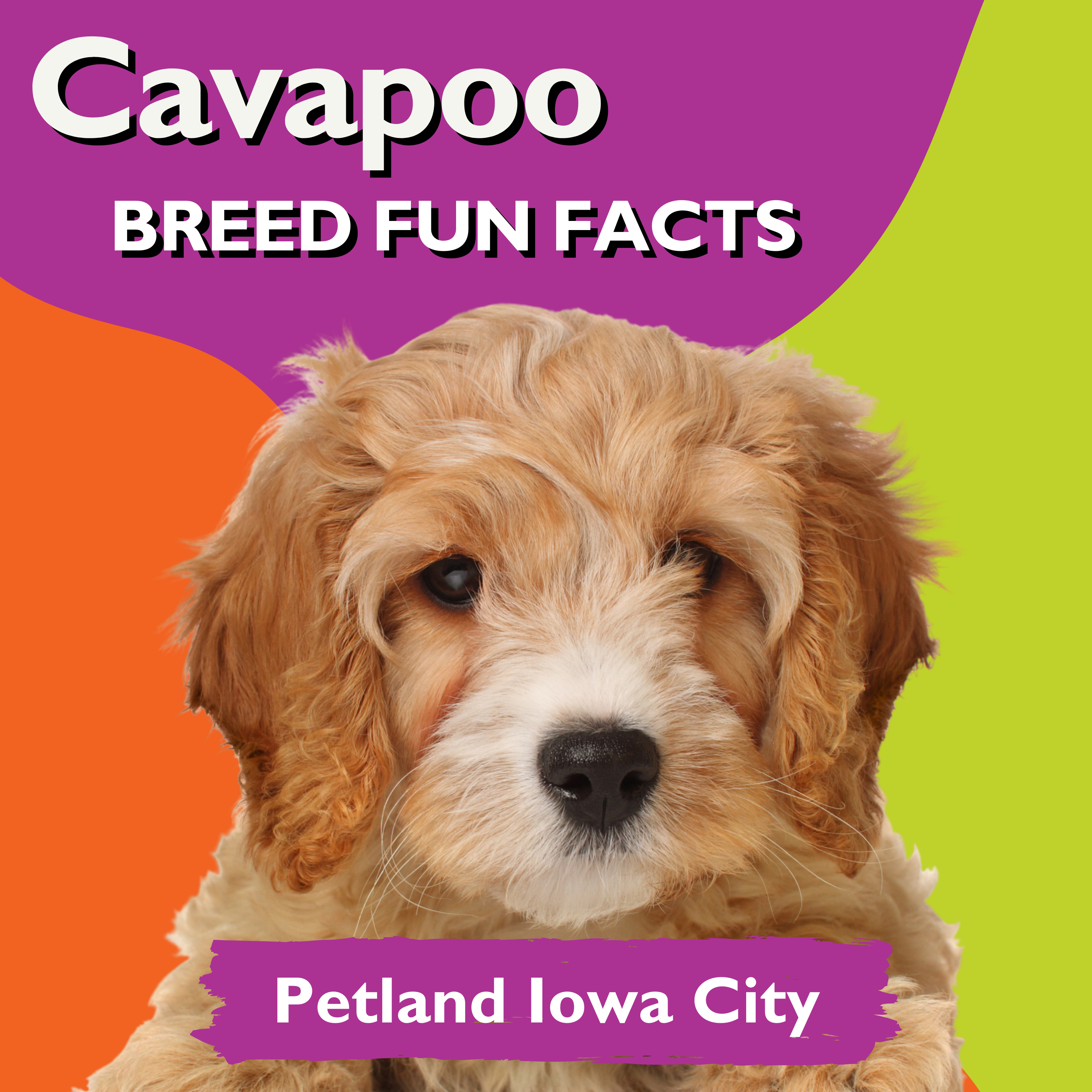 PAWSitively Petland Show