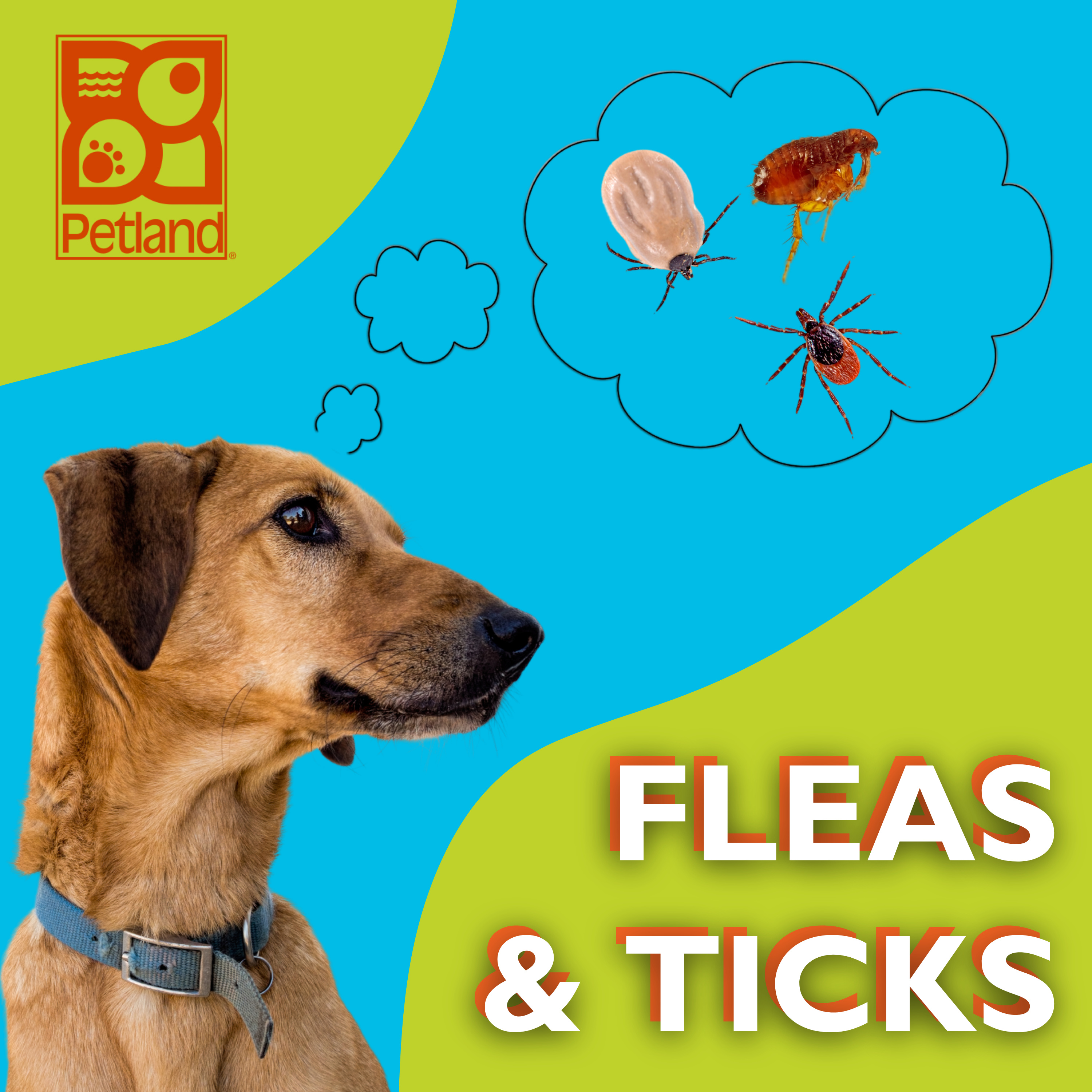 PAWSitively Petland Show